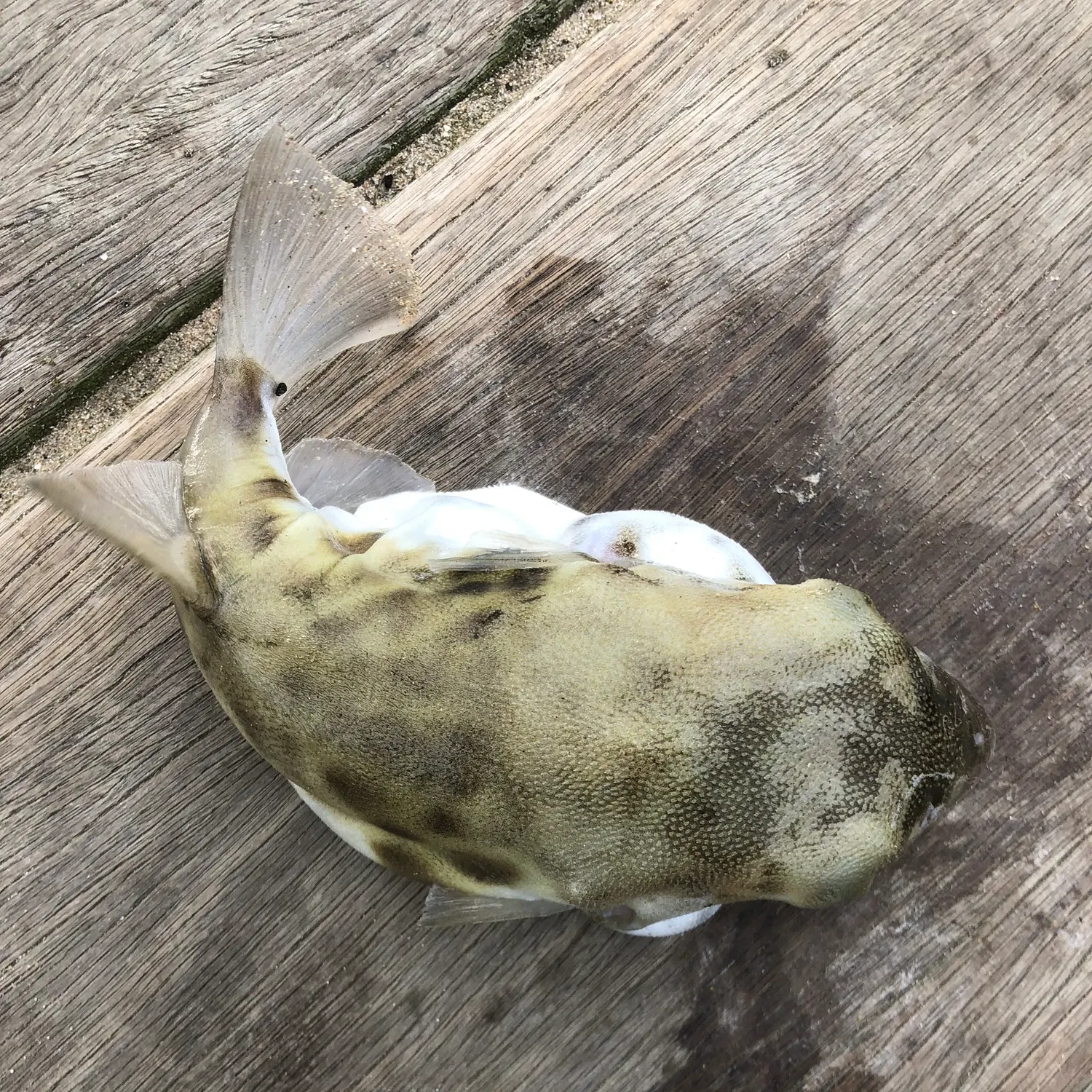 The most recent White-spotted puffer catches on Fishbrain