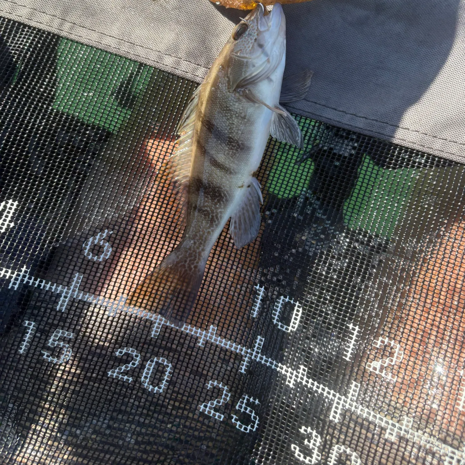 Barred sand bass caught on Fishbrain