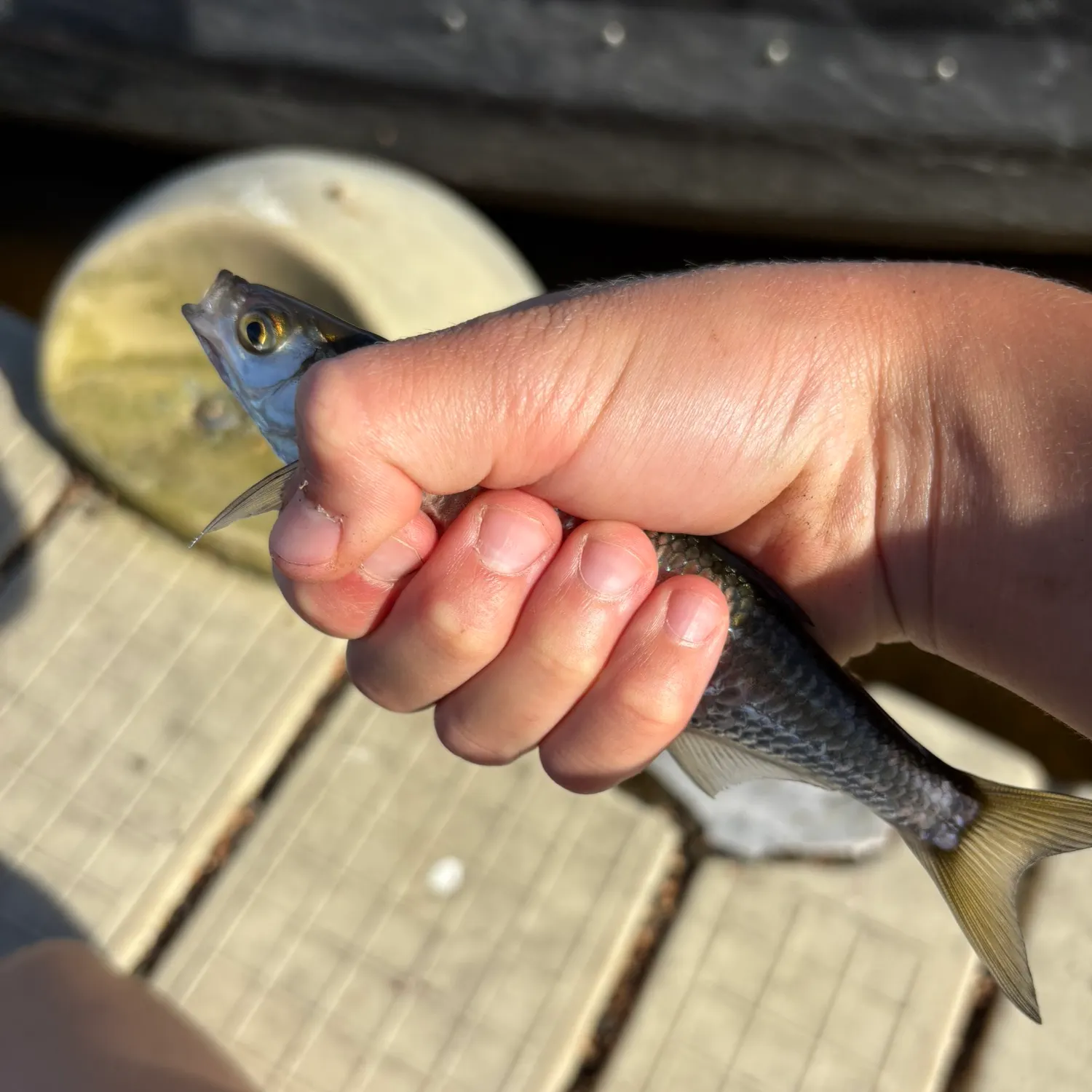 The most recent Common bleak catches on Fishbrain
