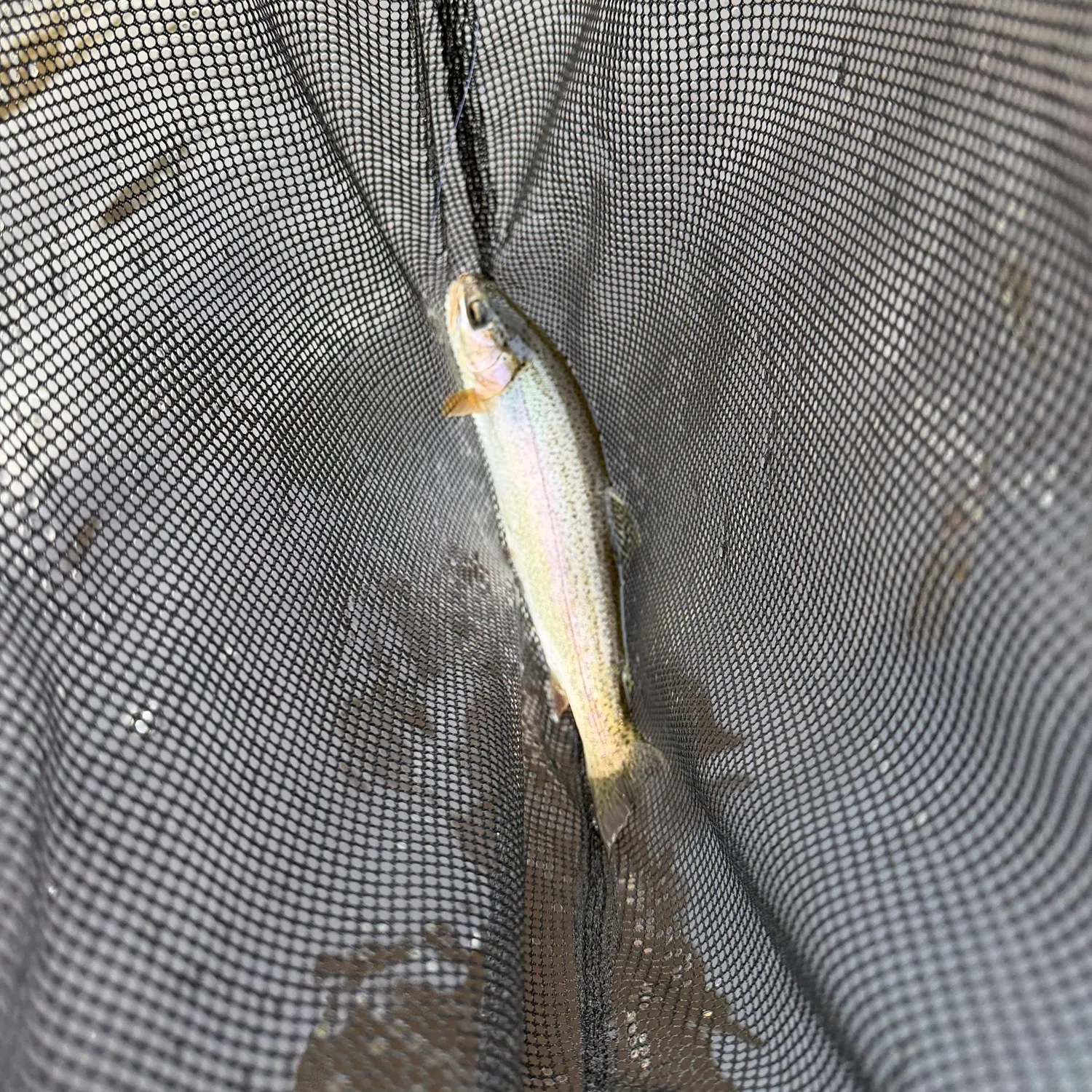 Rainbow trout caught on Fishbrain