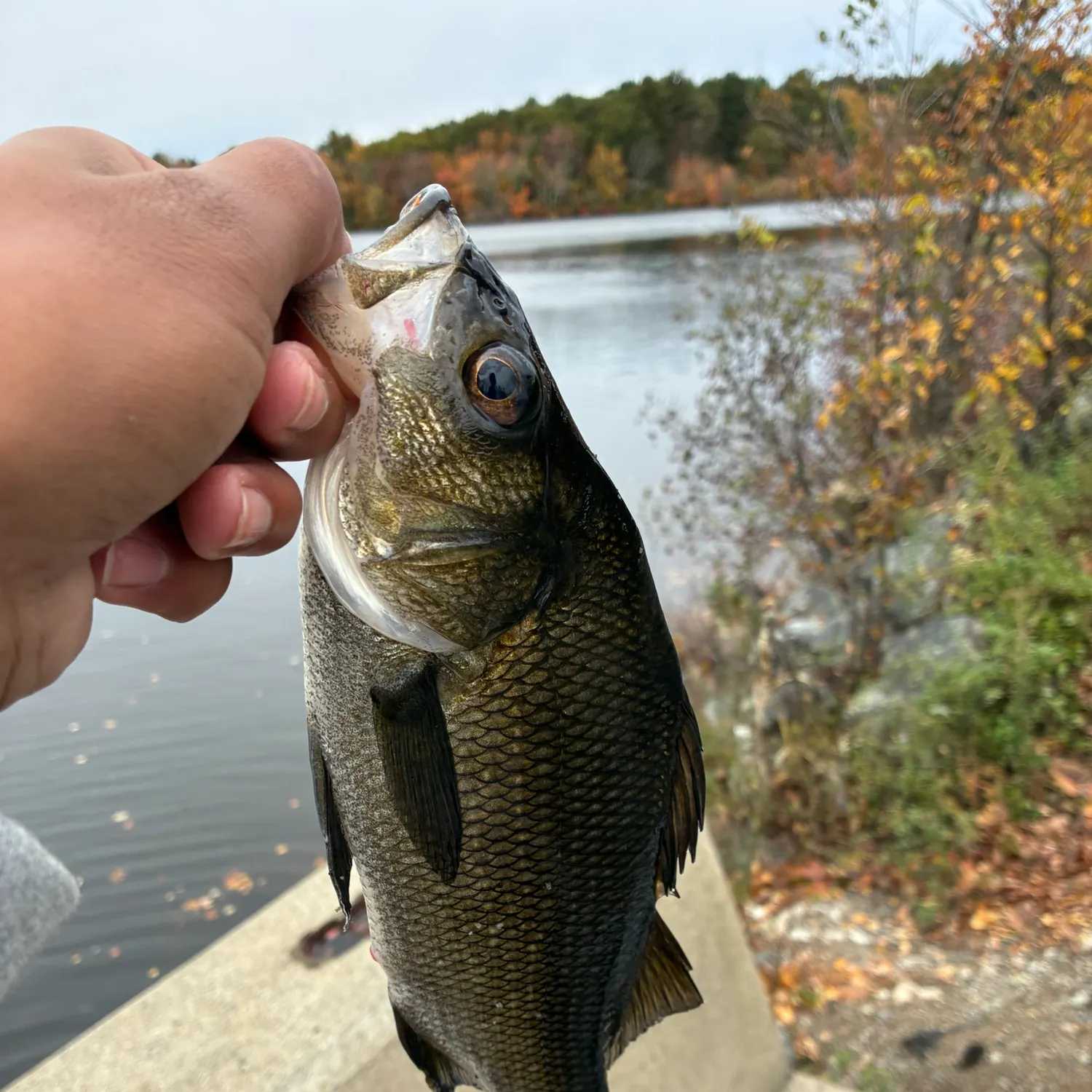 White perch caught on Fishbrain