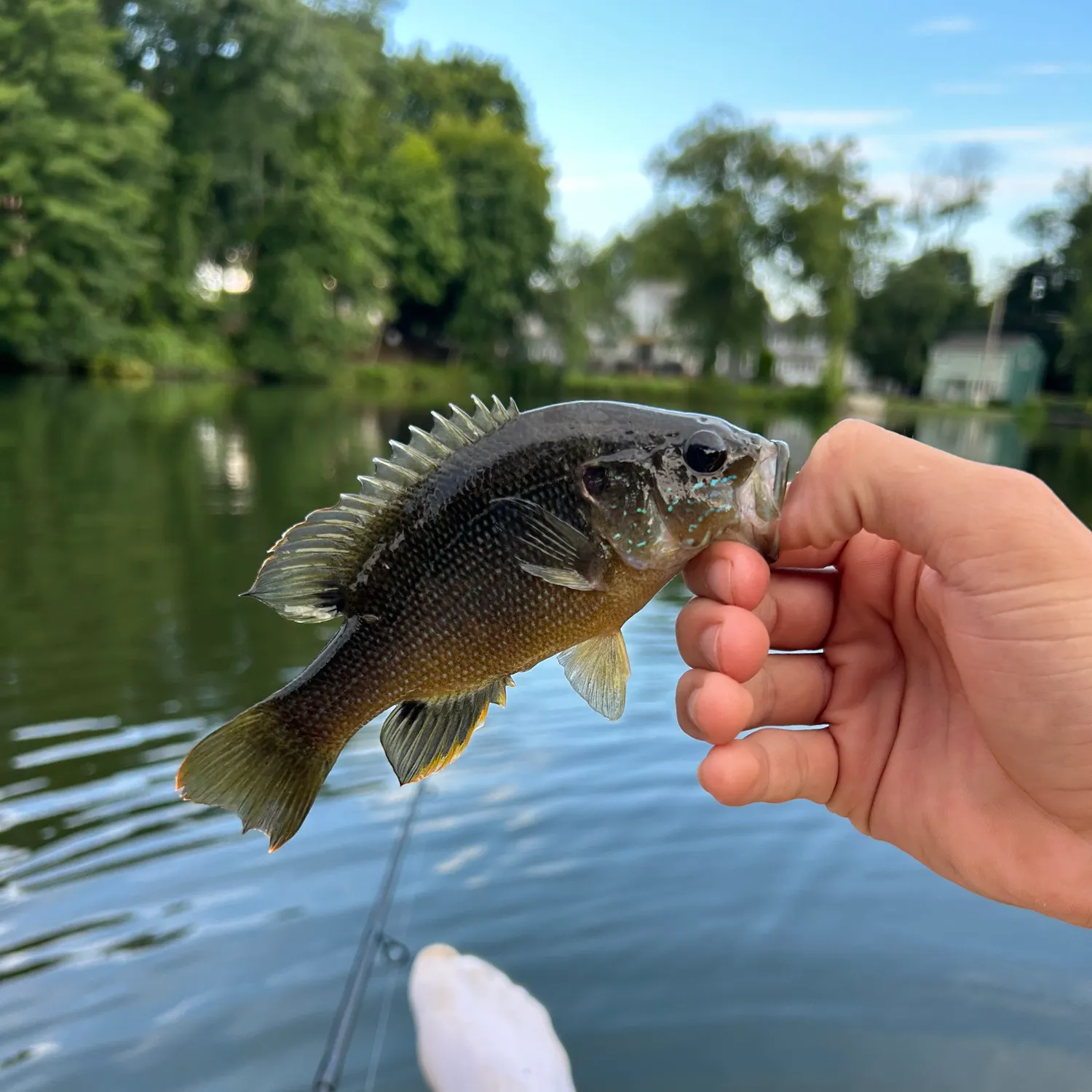 Green sunfish caught on Fishbrain