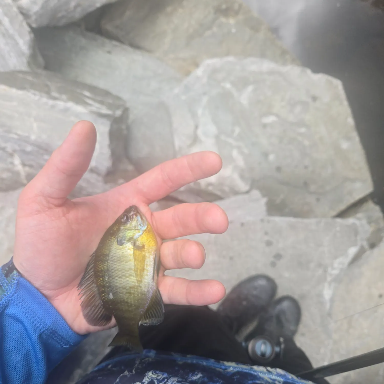 Bluegill caught on Fishbrain