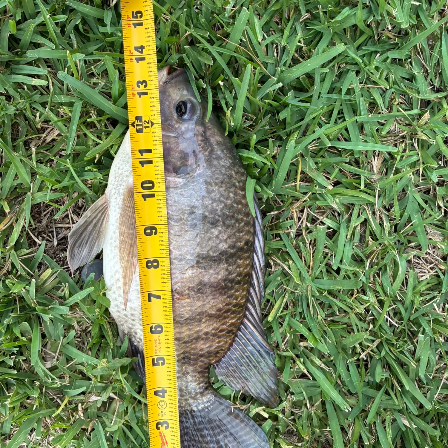 Nile tilapia caught on Fishbrain