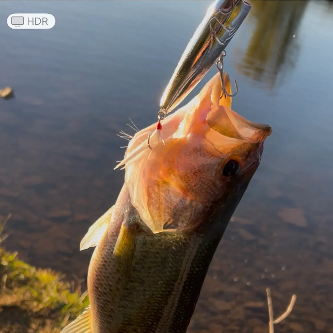 Largemouth bass caught on Fishbrain