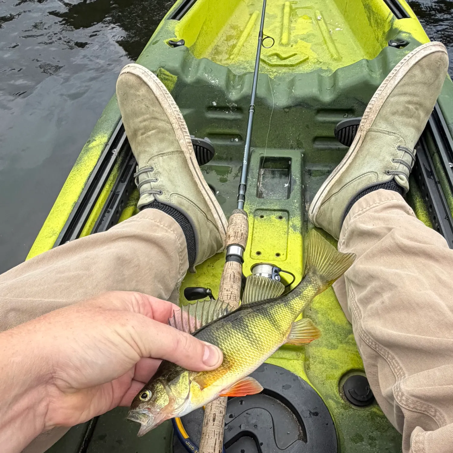 Yellow perch caught on Fishbrain
