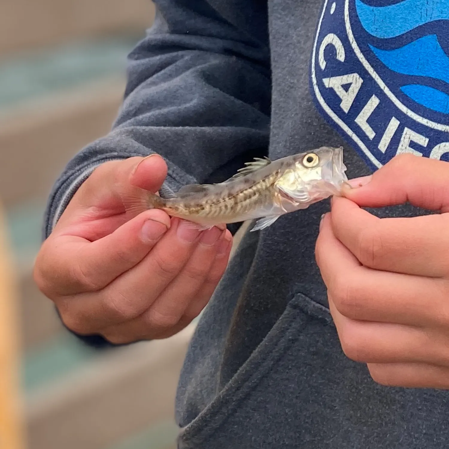 The most recent Olive rockfish catches on Fishbrain