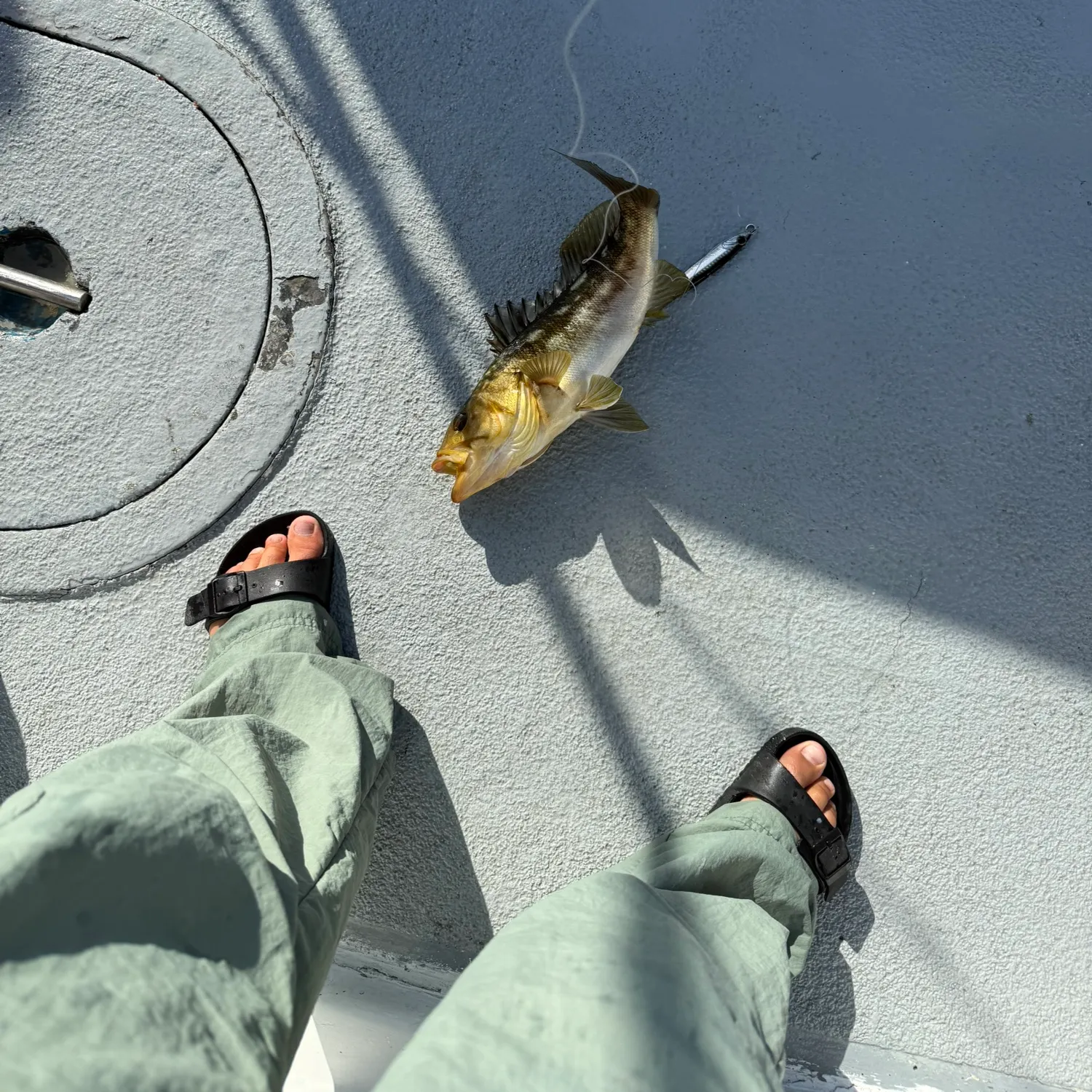 Kelp bass caught on Fishbrain