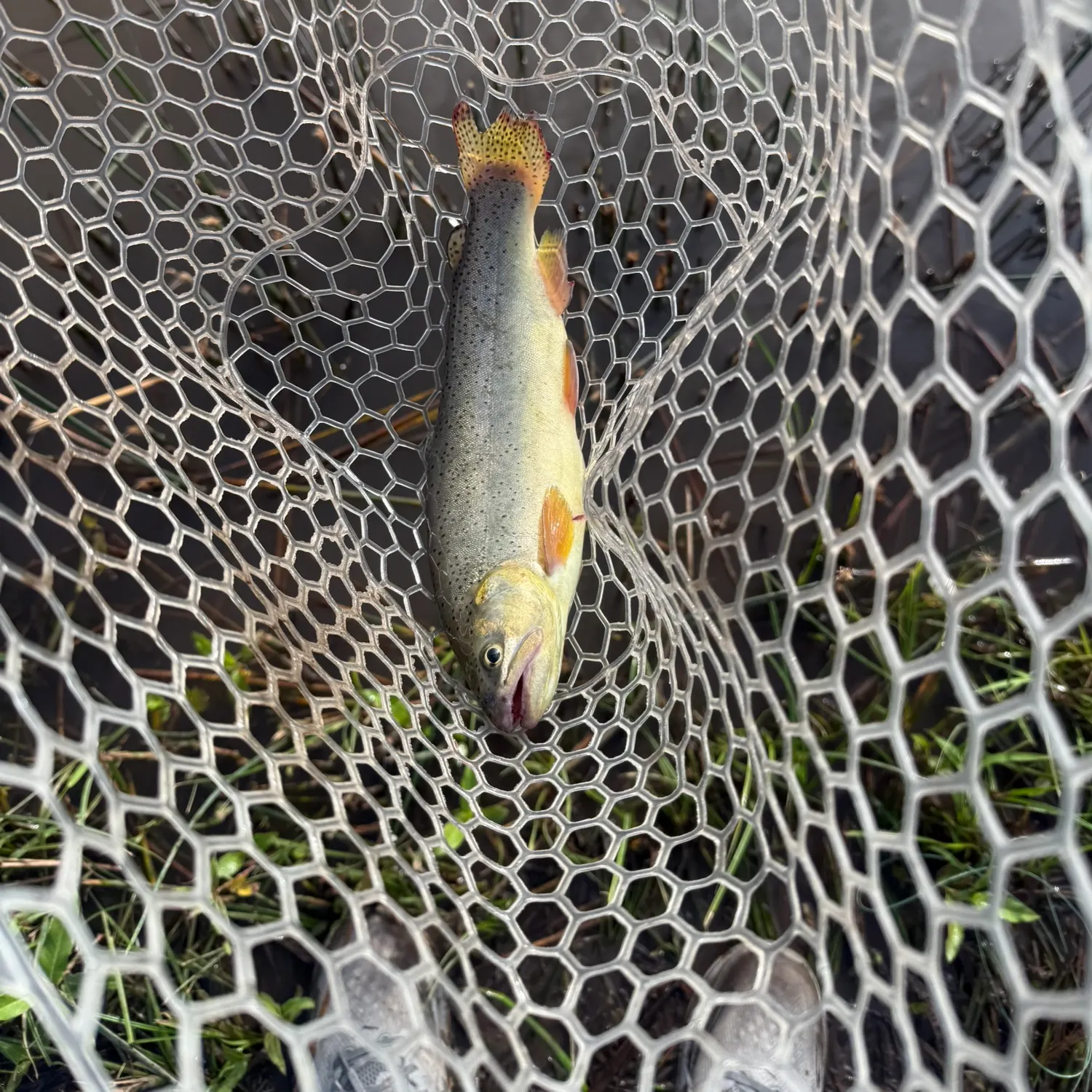 The most recent Apache trout catches on Fishbrain