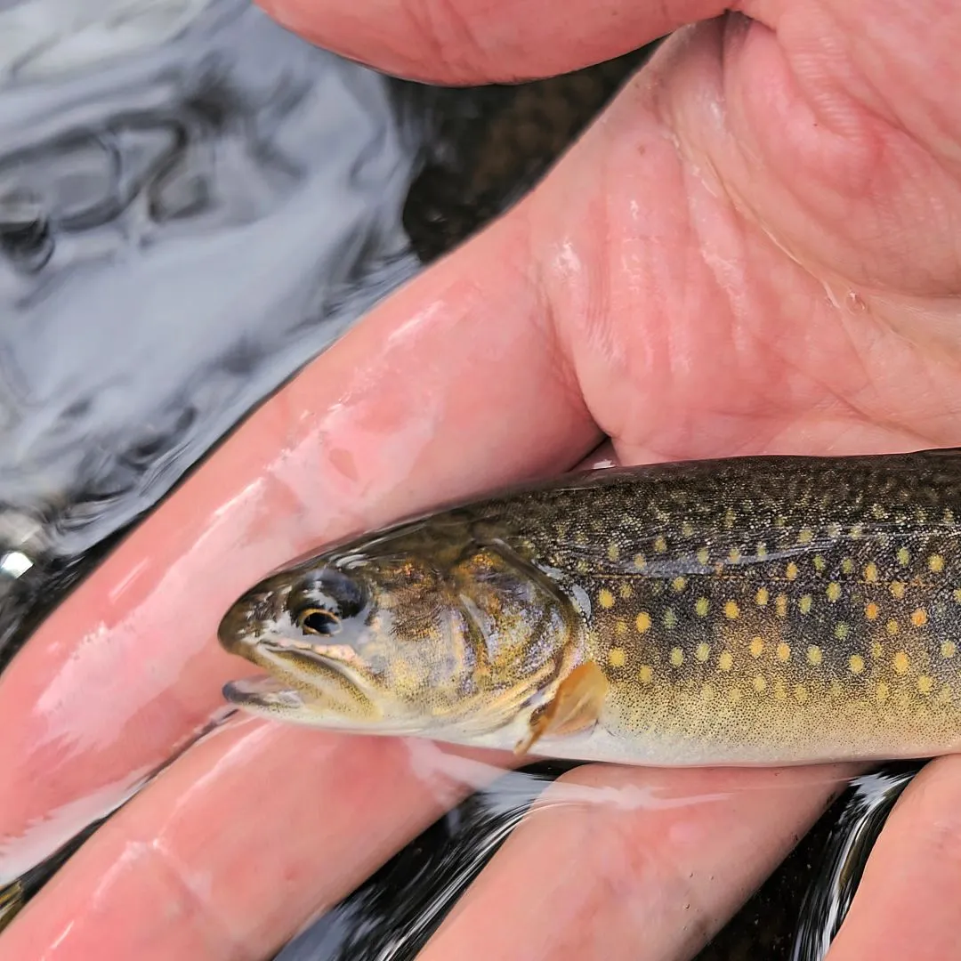 Bull trout caught on Fishbrain