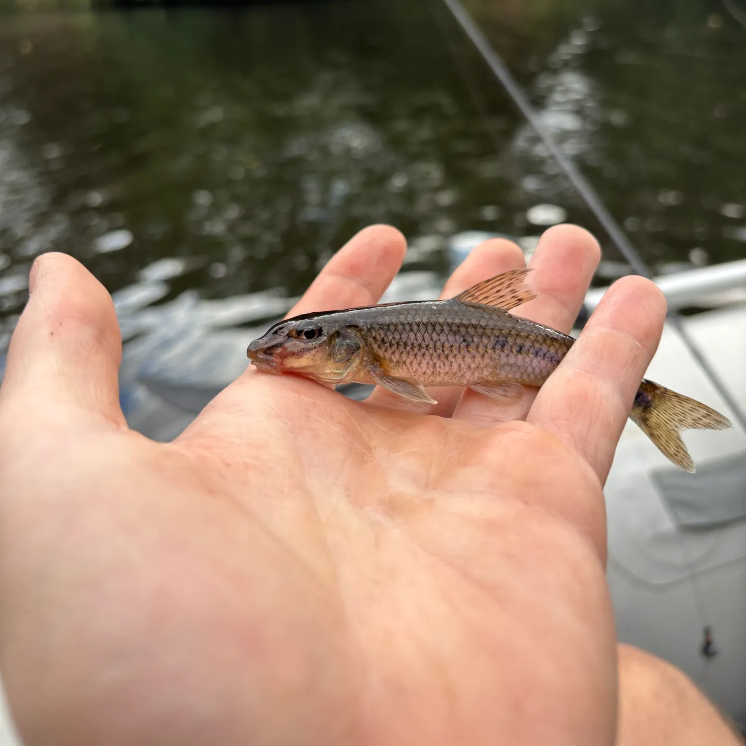 Gudgeon caught on Fishbrain