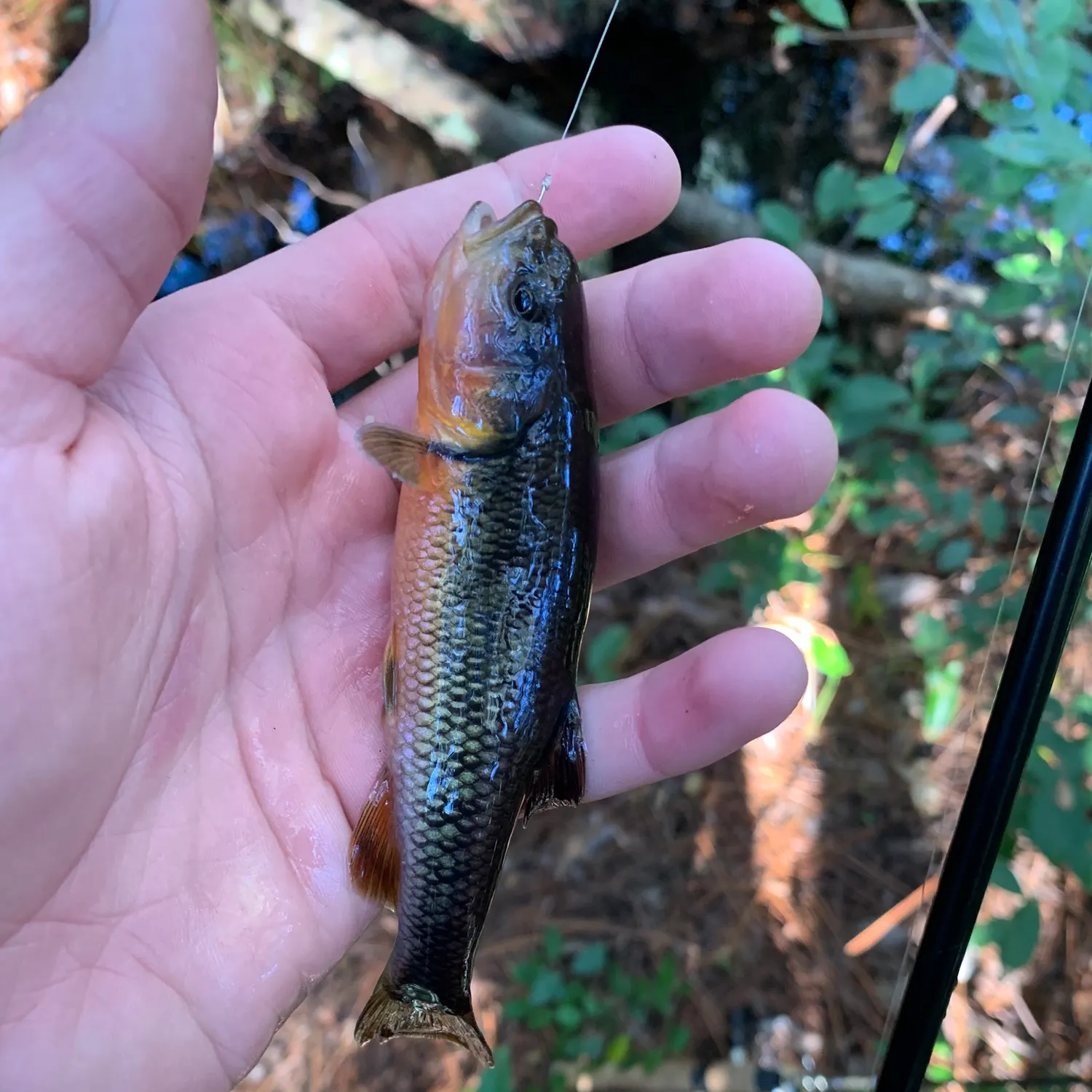 The most recent Dixie chub catches on Fishbrain