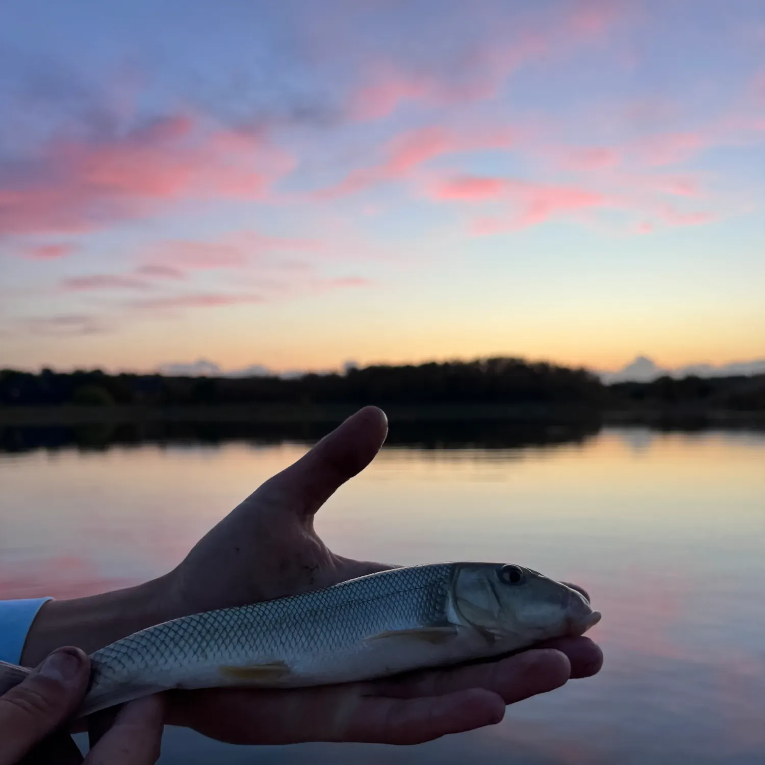 White sucker caught on Fishbrain