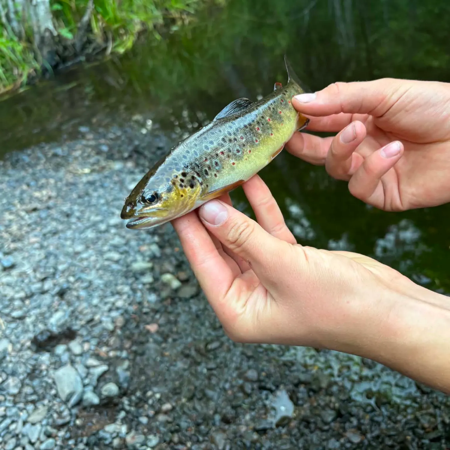 Lake trout caught on Fishbrain