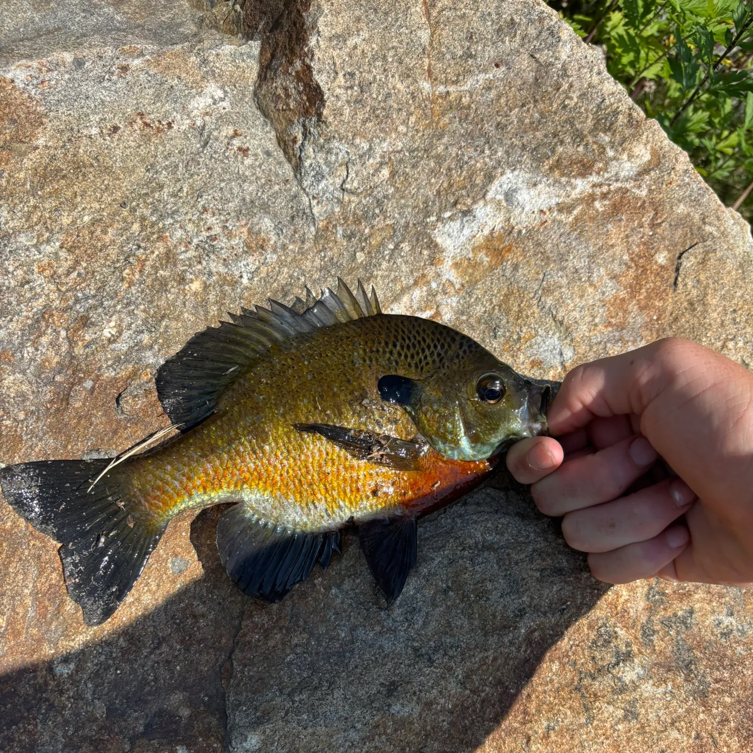 catch