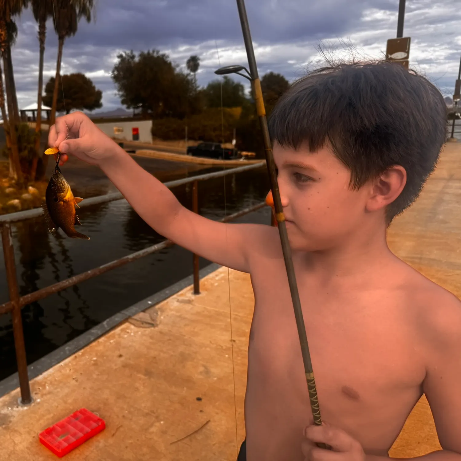 Bluegill caught on Fishbrain