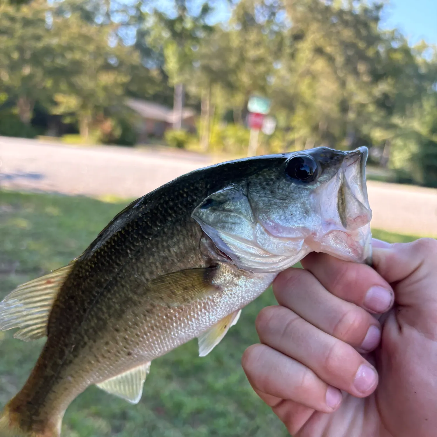 Fish caught on Fishbrain