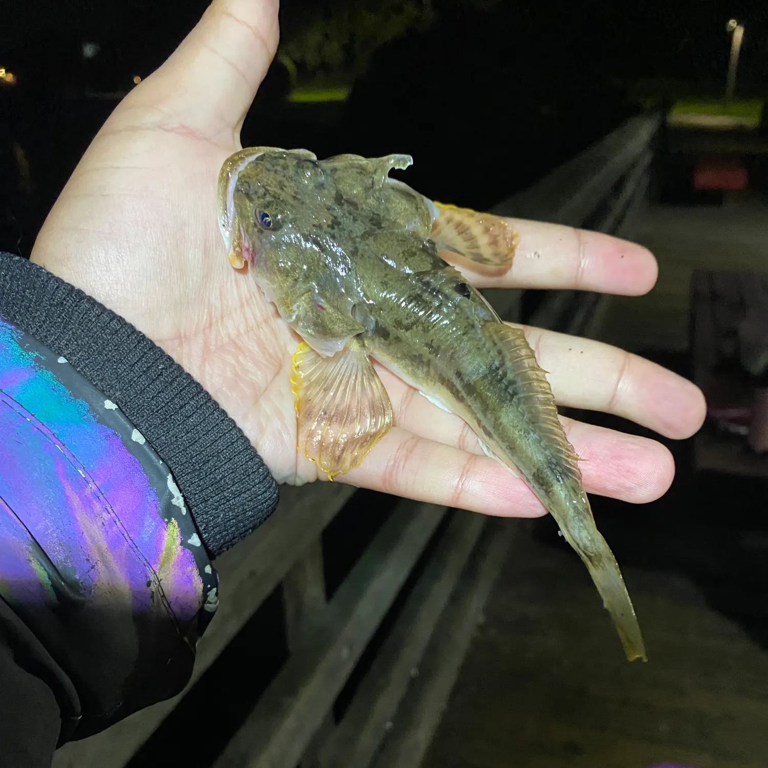 The most recent Pacific staghorn sculpin catches on Fishbrain