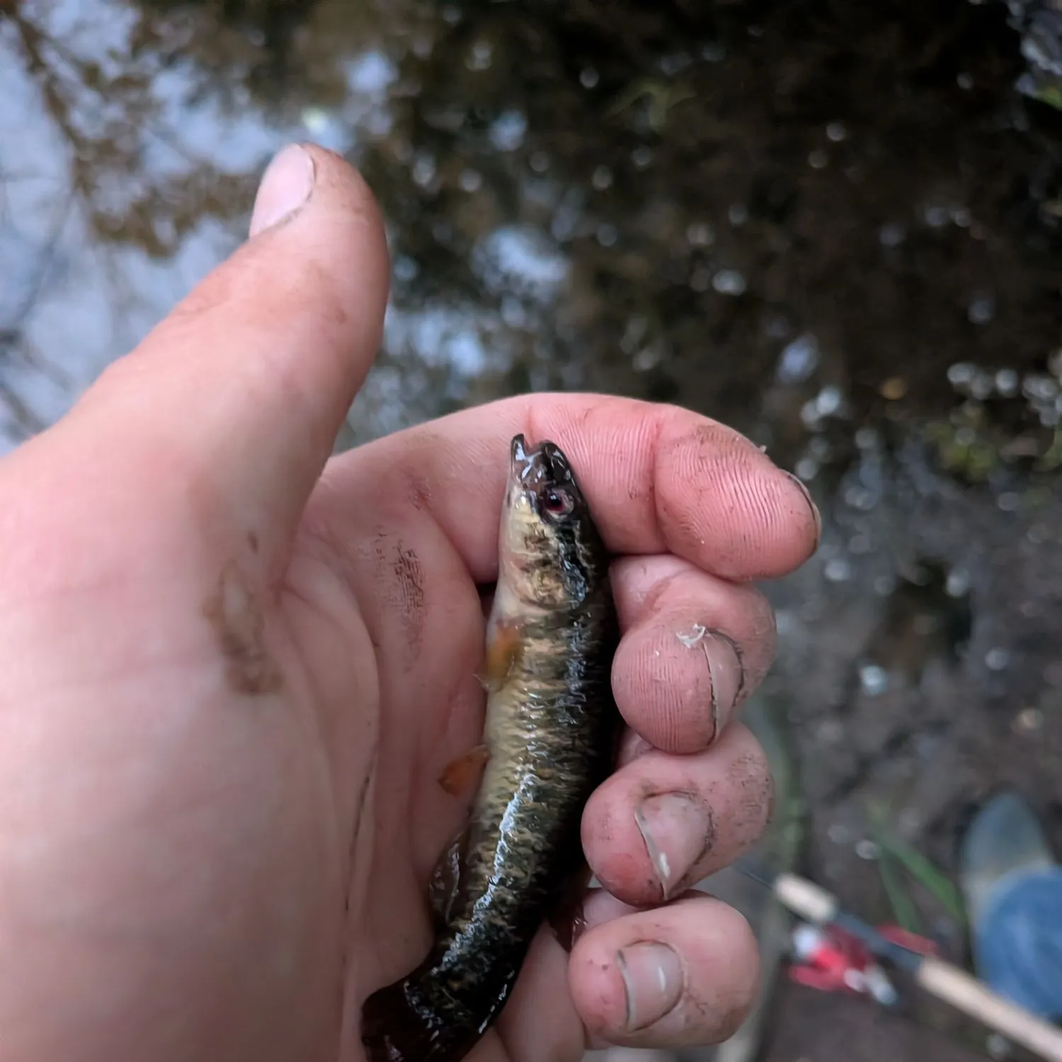 The most recent Eastern mudminnow catches on Fishbrain