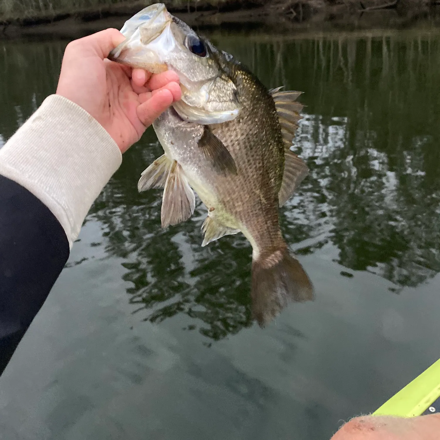 The most recent Estuary perch catches on Fishbrain