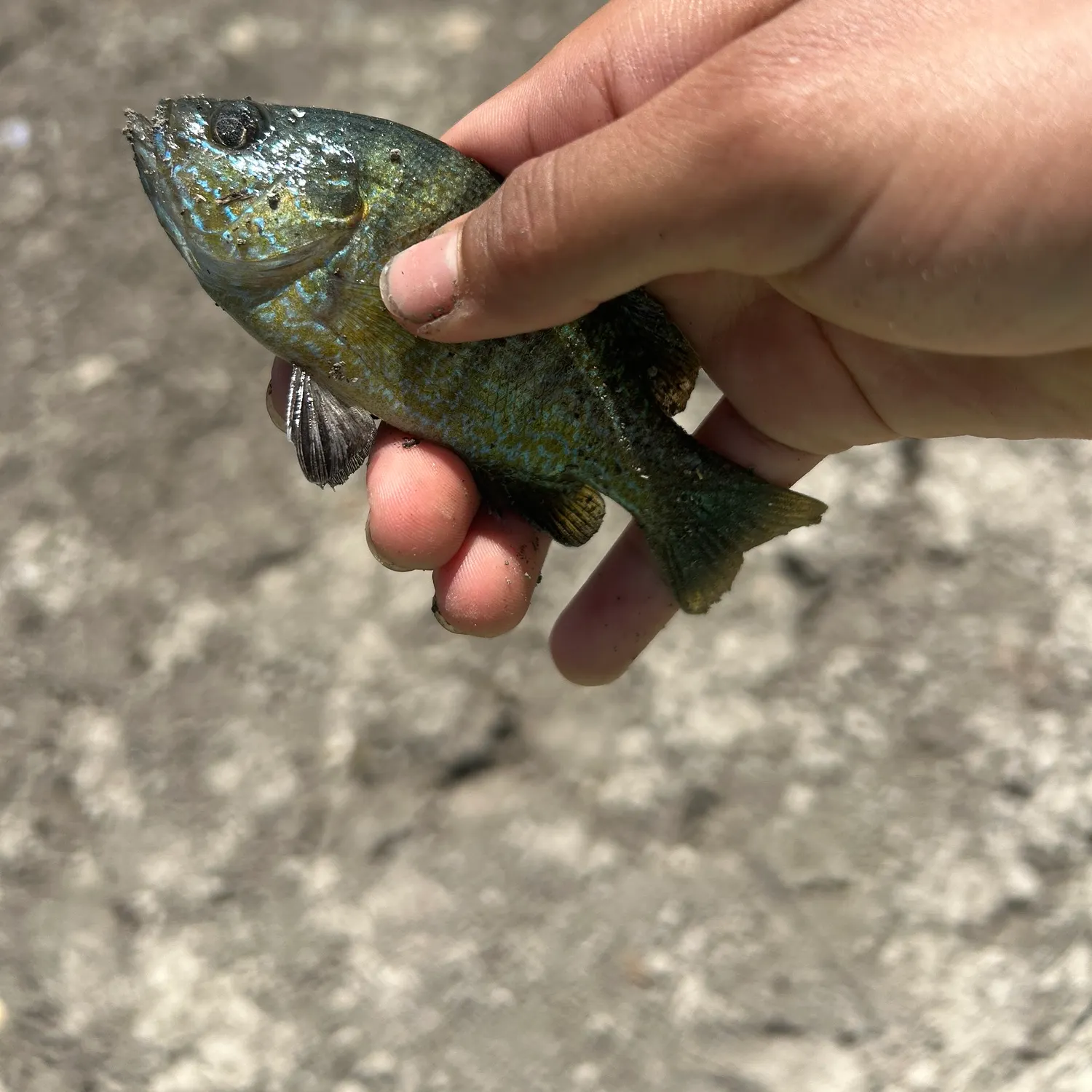 Greengill hybrid caught on Fishbrain