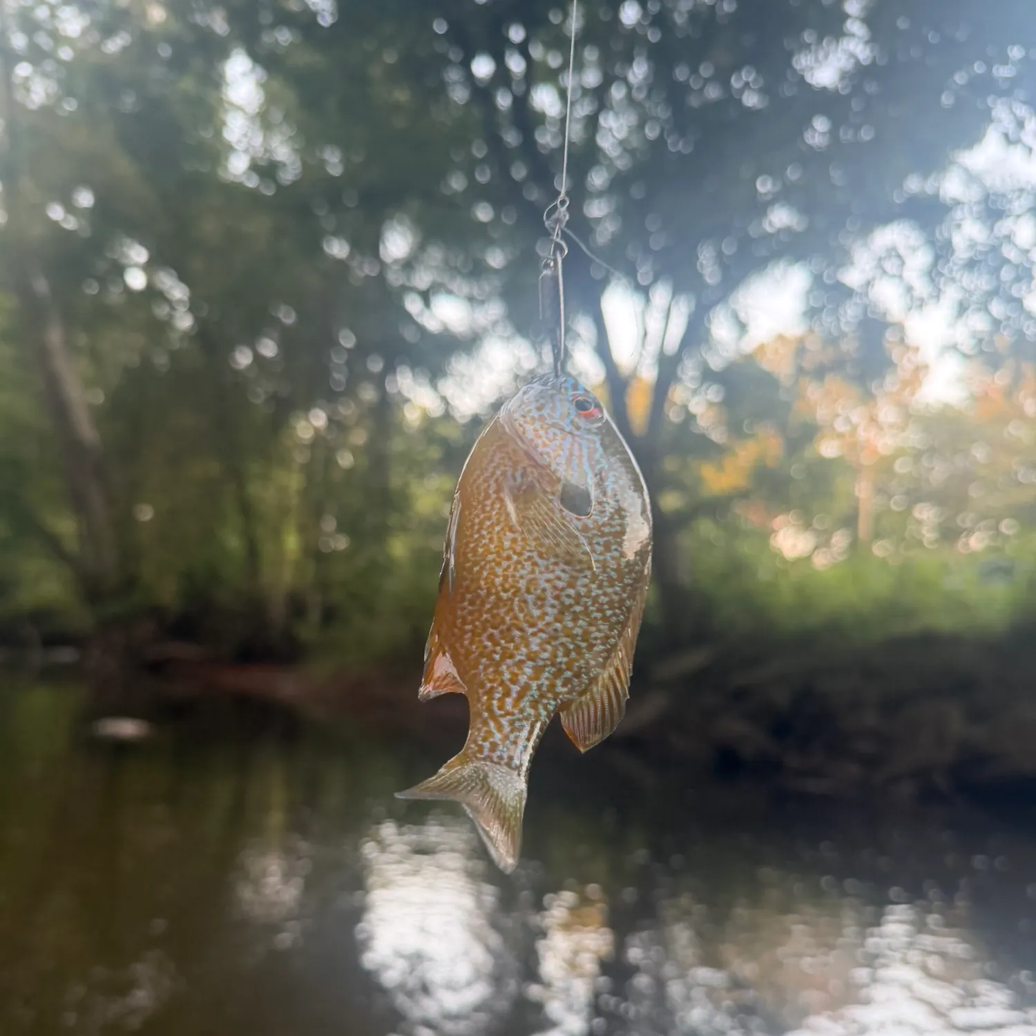 Longear sunfish caught on Fishbrain