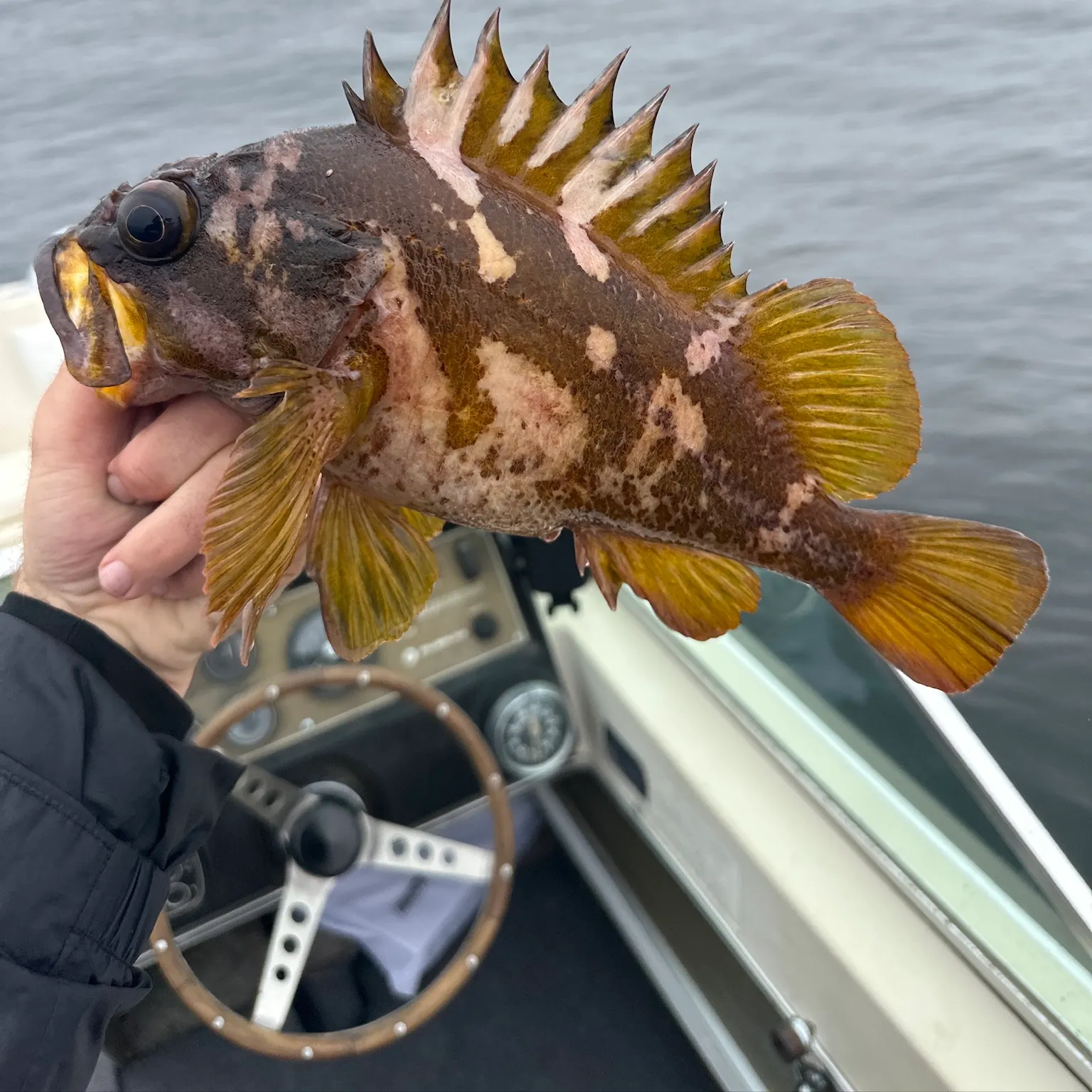 The most recent Gopher rockfish catches on Fishbrain