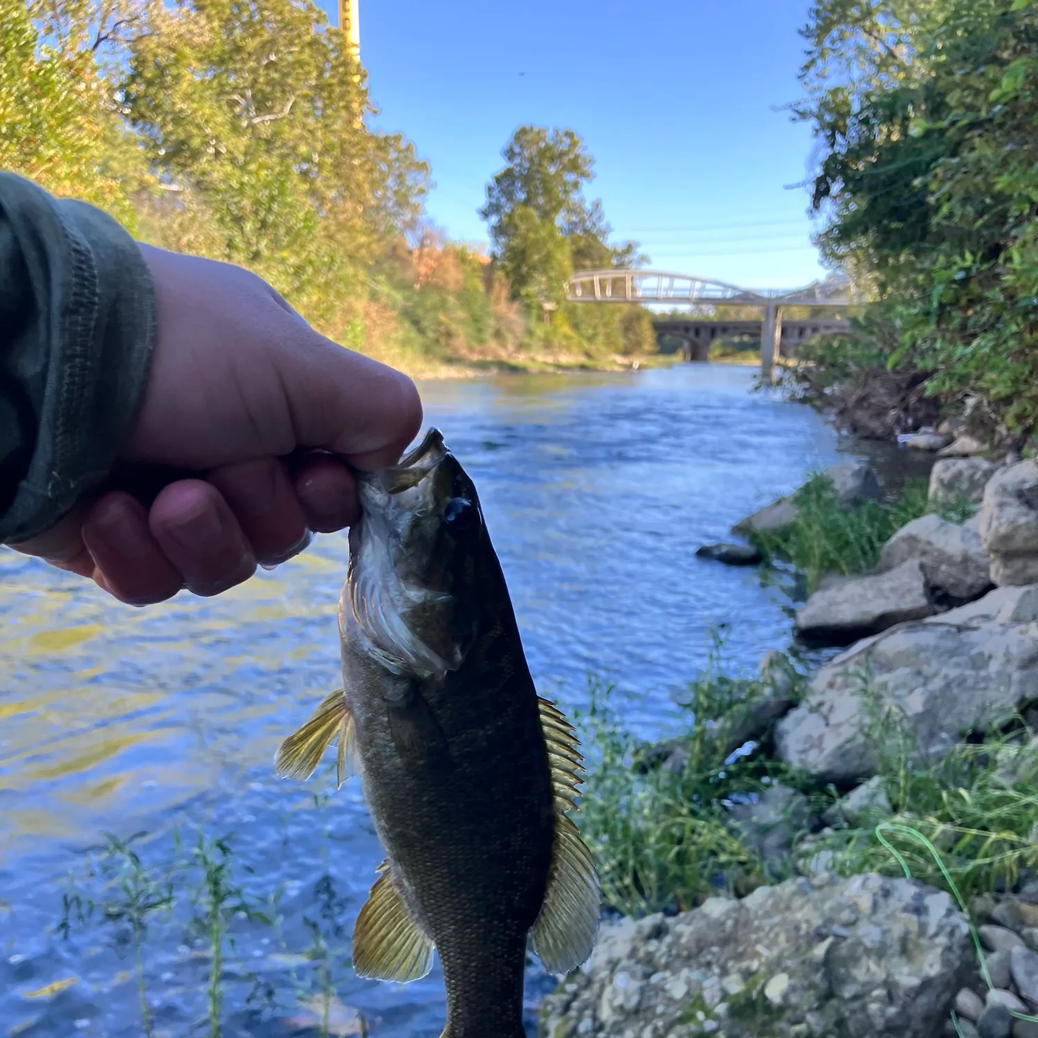 Smallmouth bass caught on Fishbrain