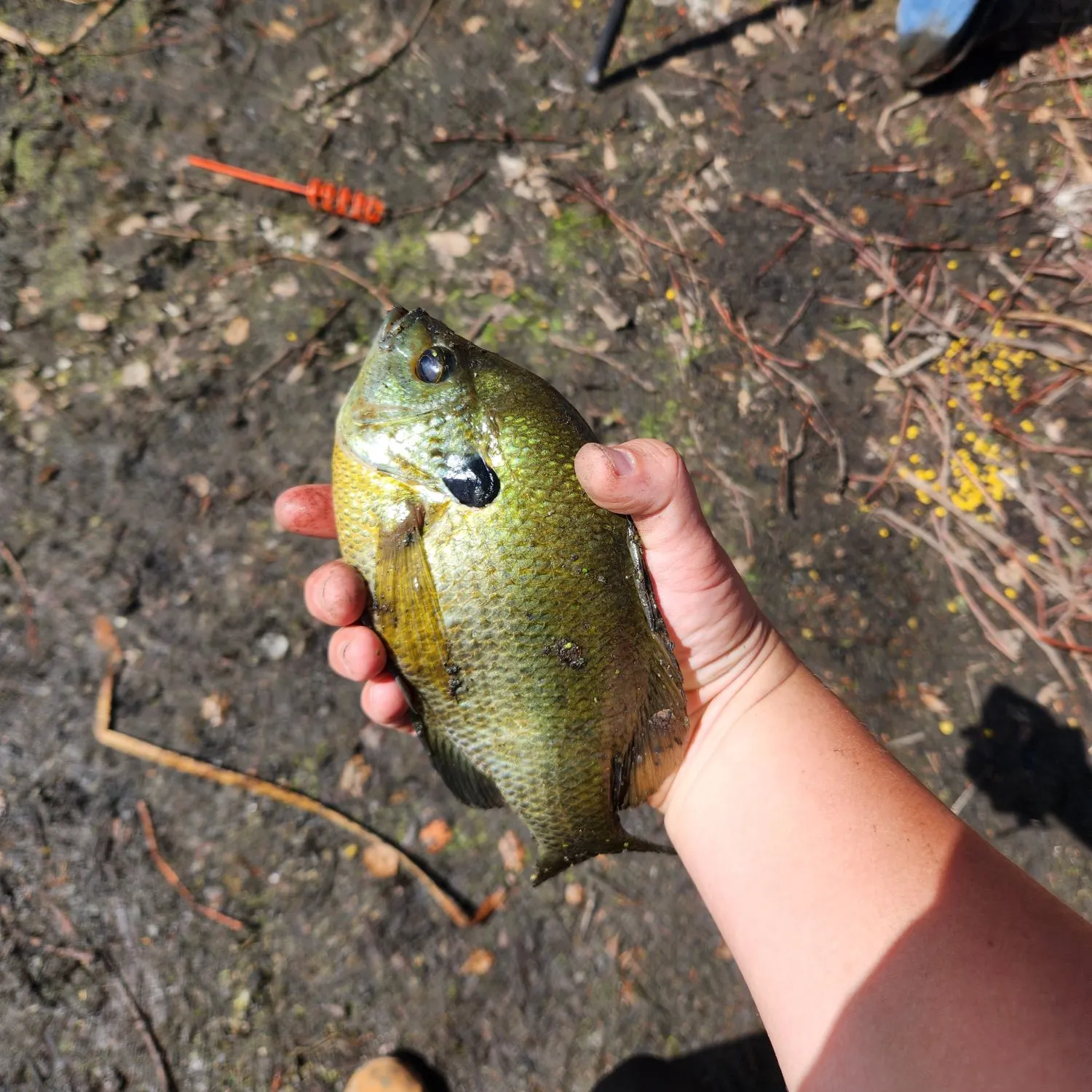 Bluegill caught on Fishbrain
