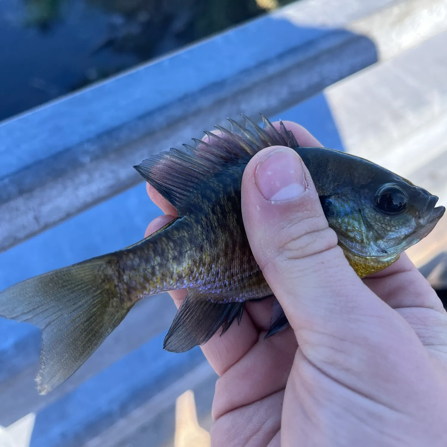 Bluegill caught on Fishbrain