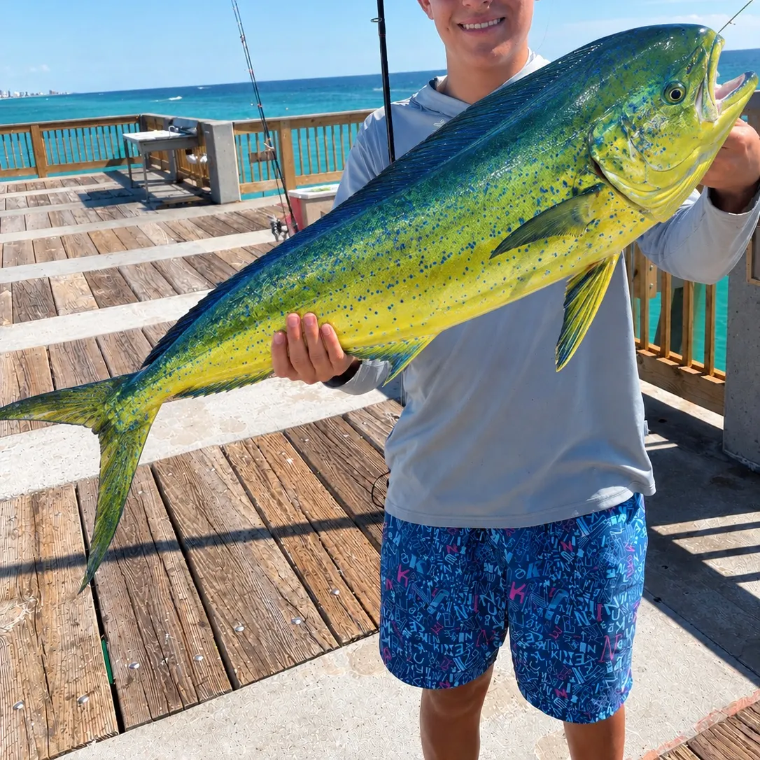 The most recent Common dolphinfish catches on Fishbrain