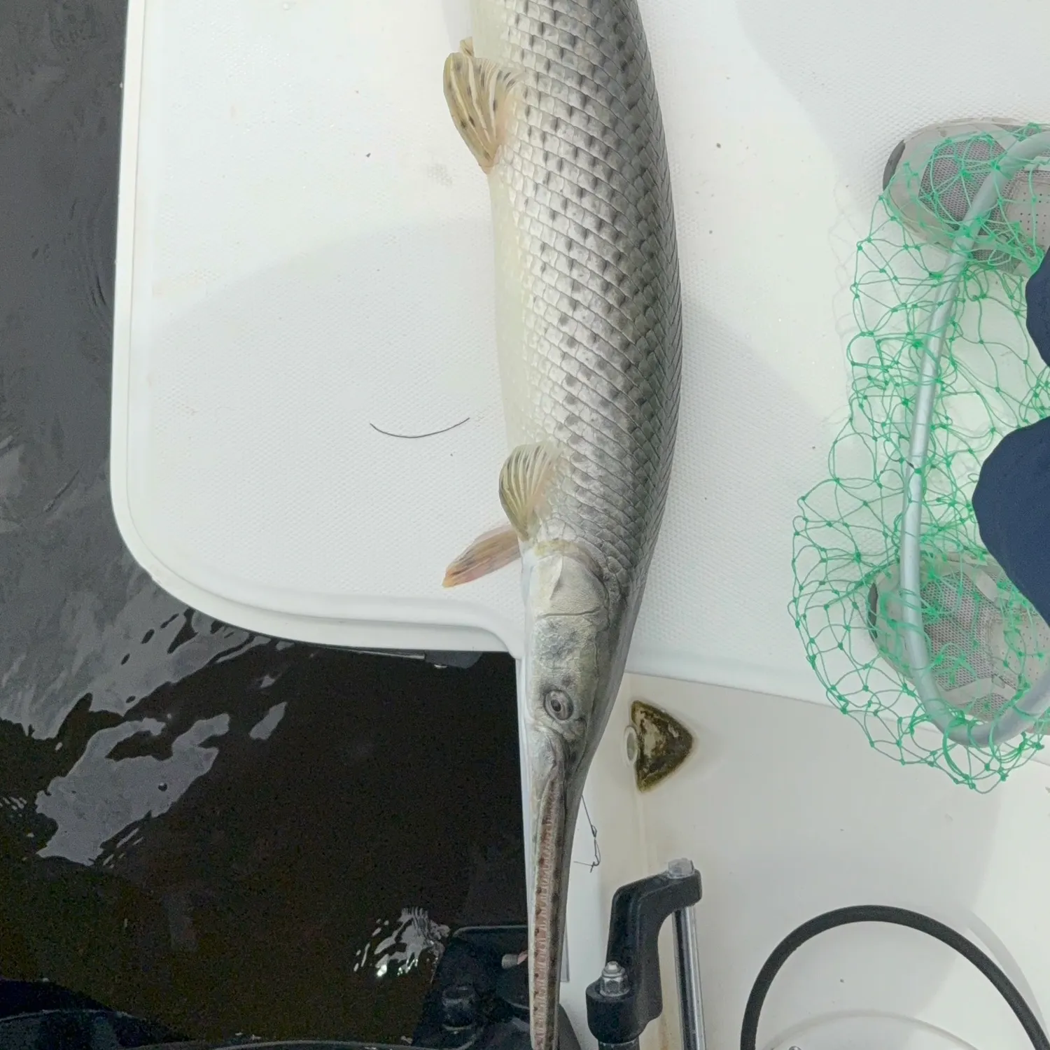 Longnose gar caught on Fishbrain