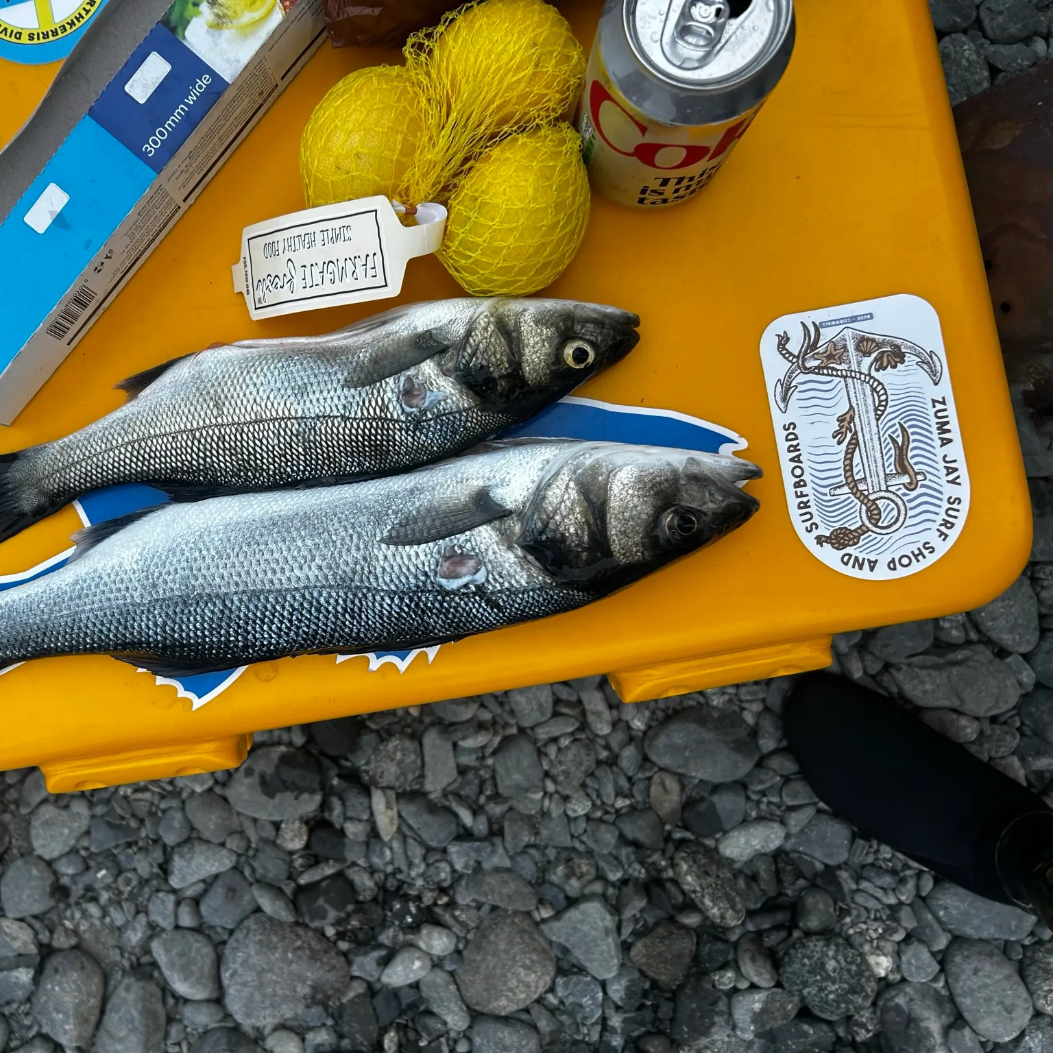 The most recent European seabass catches on Fishbrain