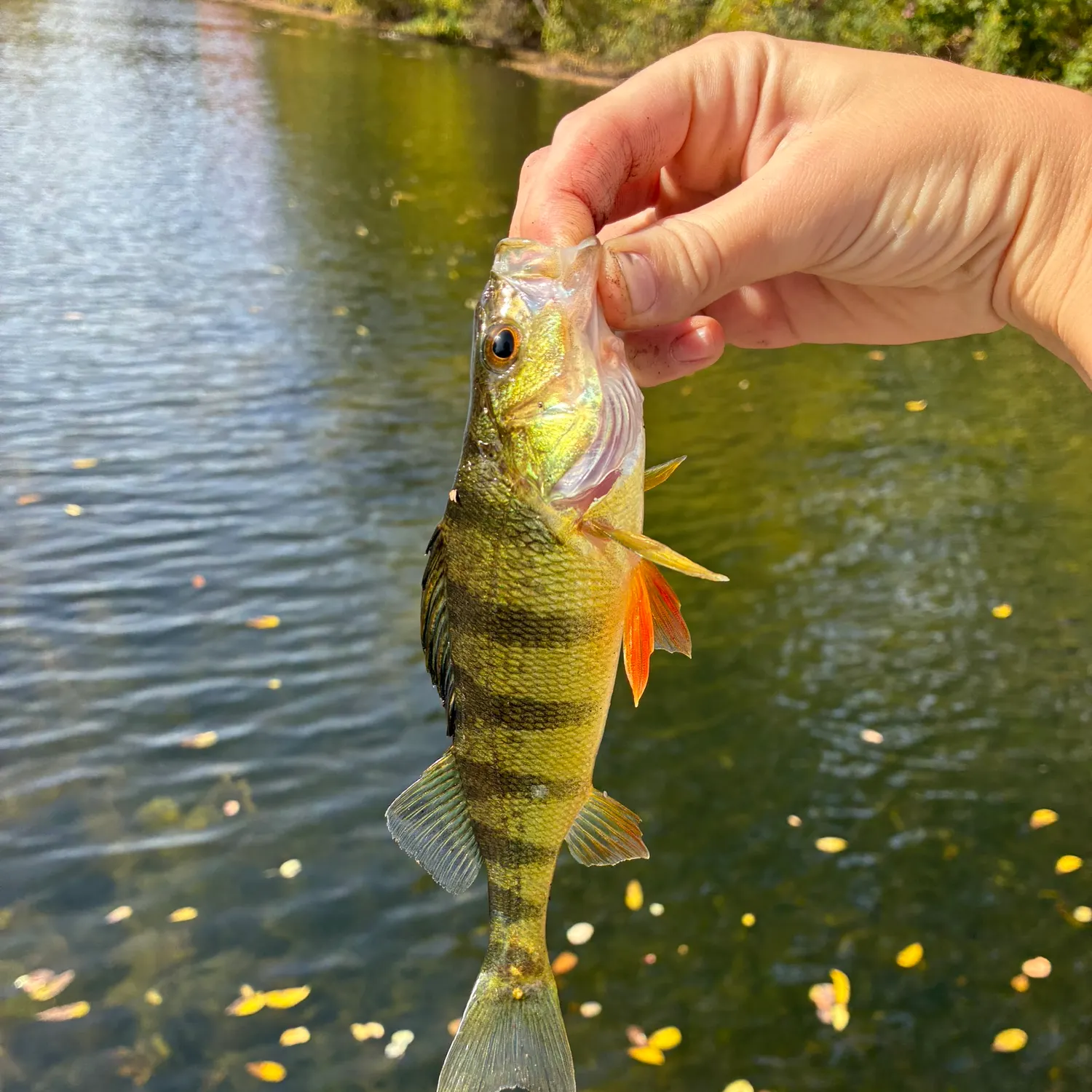 Yellow perch caught on Fishbrain