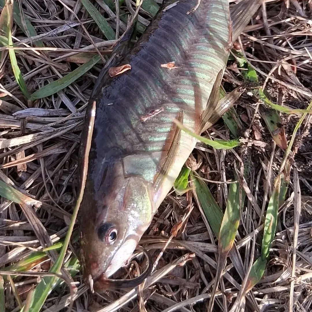 The most recent Brown Hoplo catches on Fishbrain