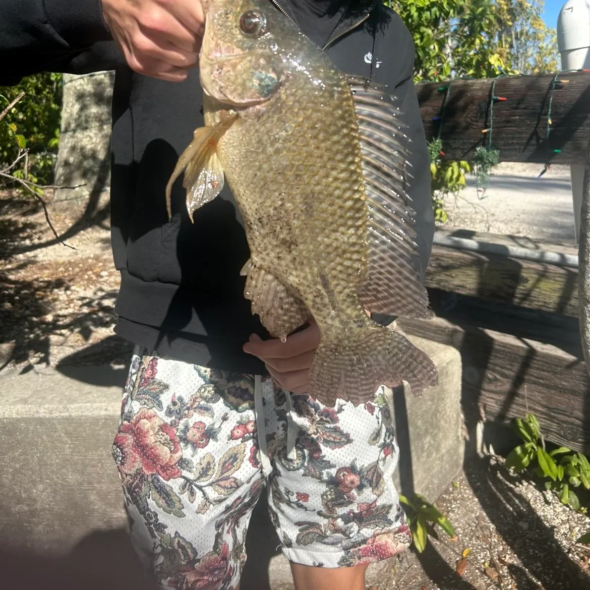 The most recent Blue tilapia catches on Fishbrain