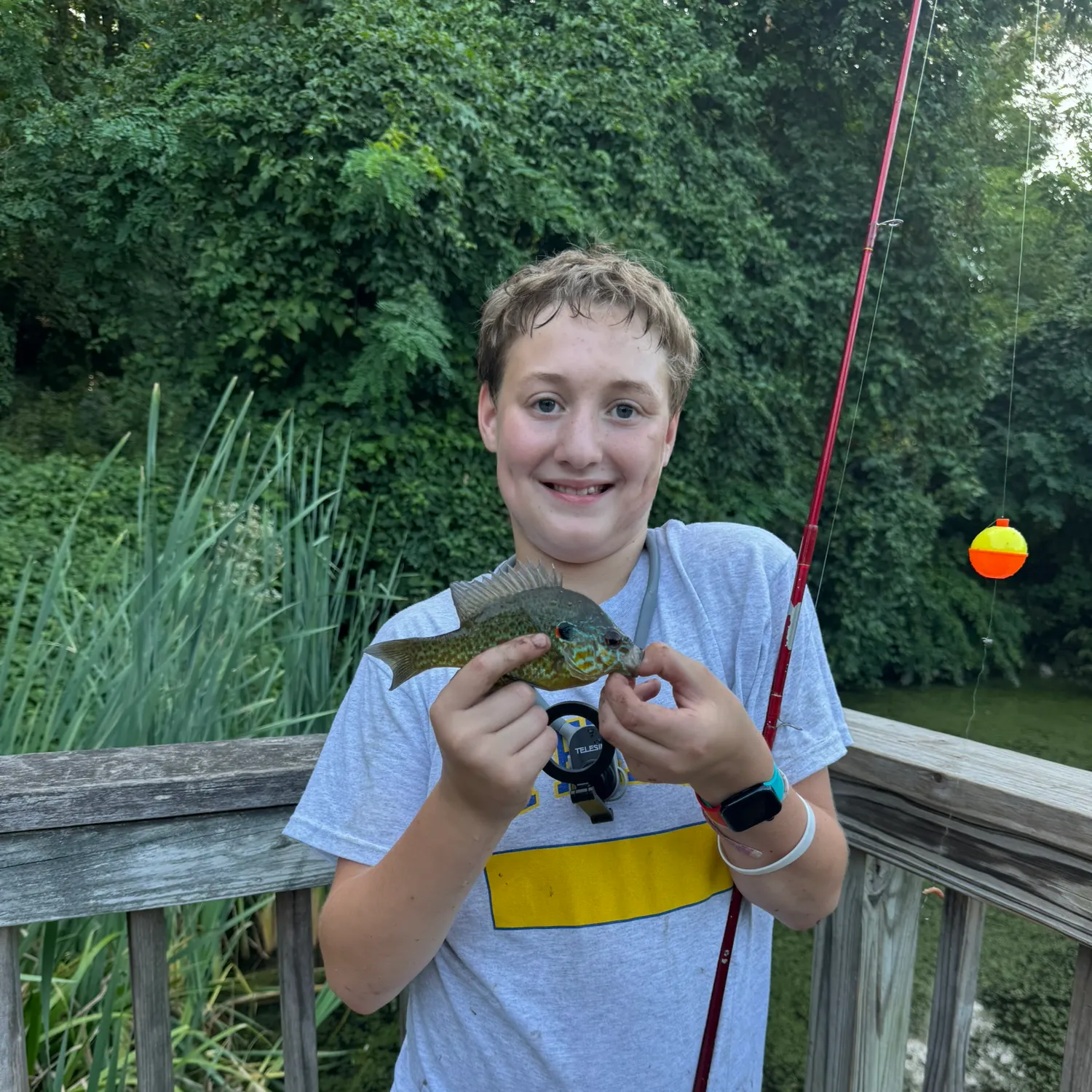 Pumpkinseed caught on Fishbrain