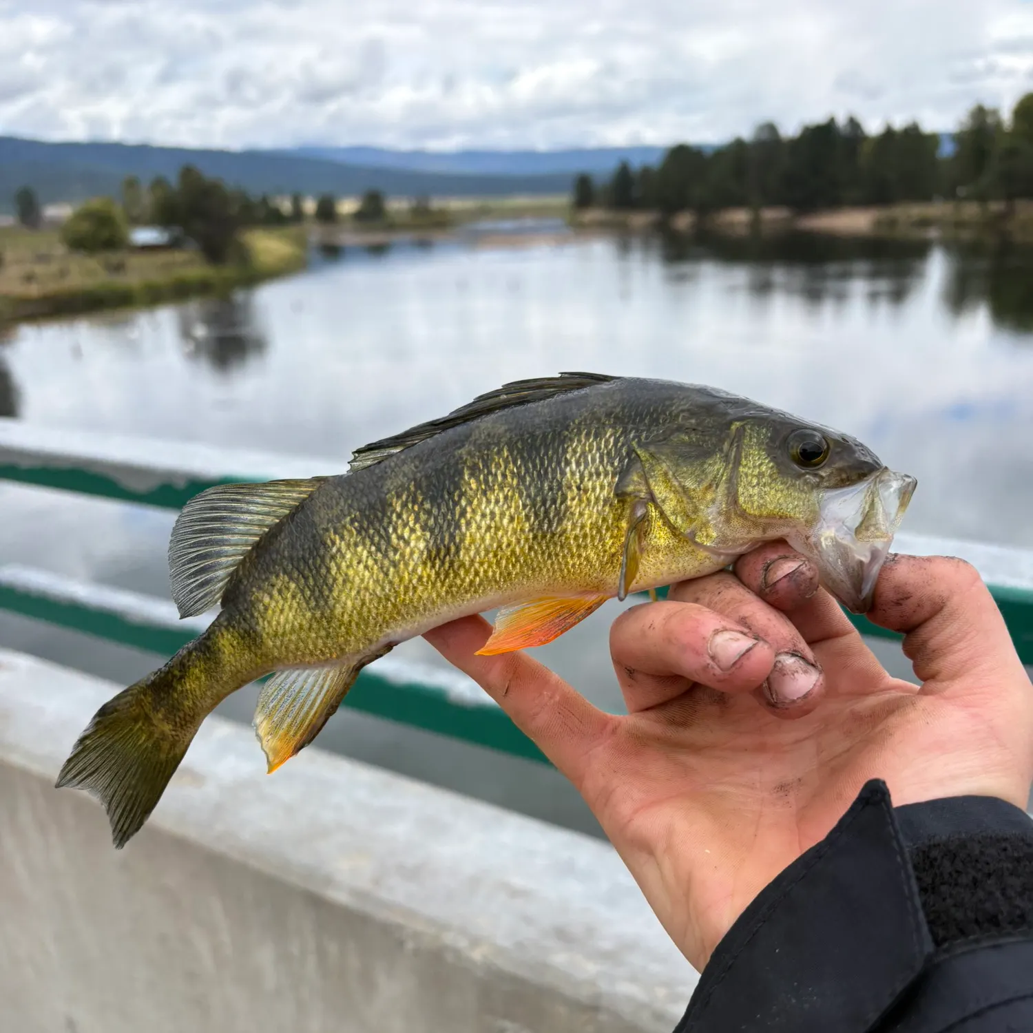 Yellow perch caught on Fishbrain
