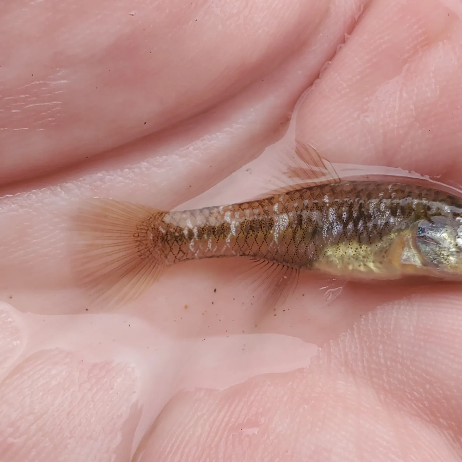 The most recent Rainwater killifish catches on Fishbrain