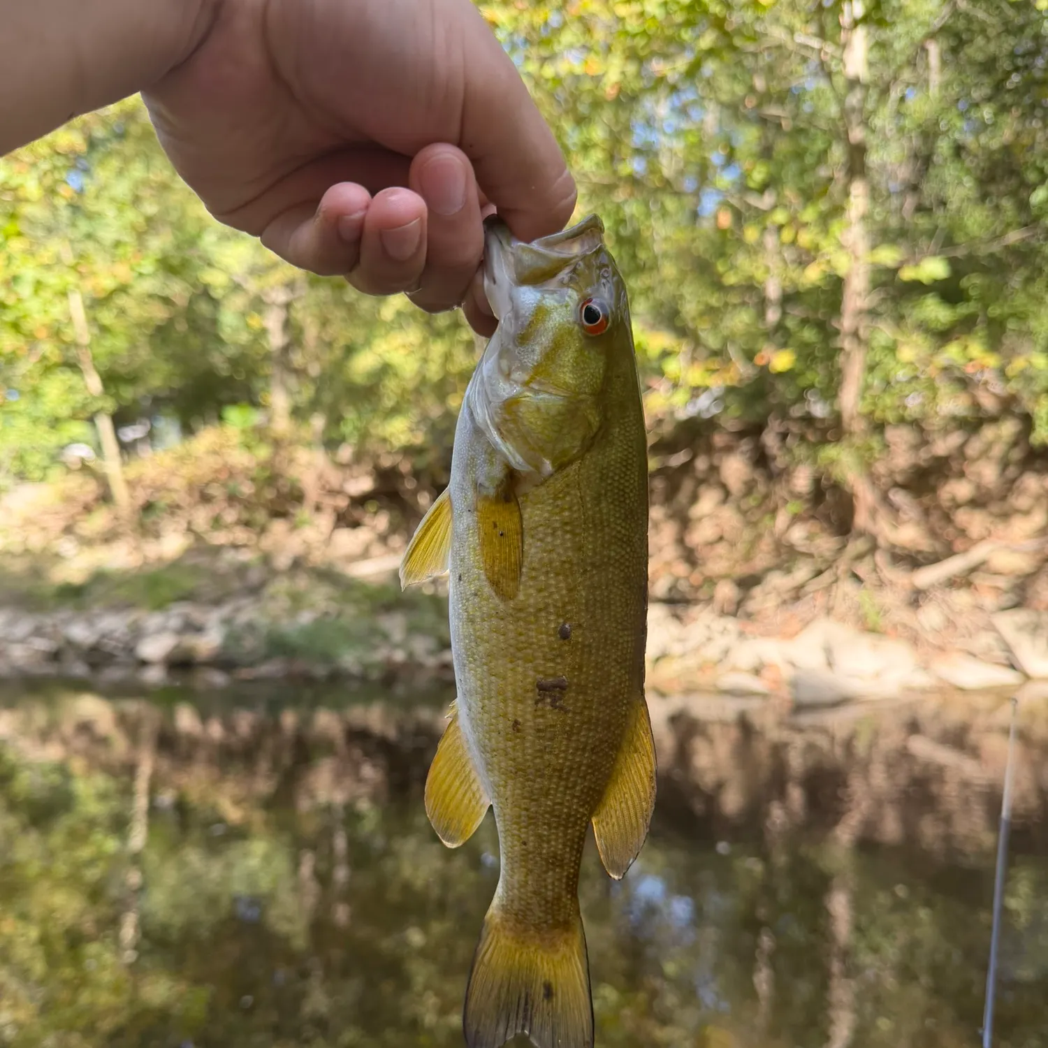 Smallmouth bass caught on Fishbrain
