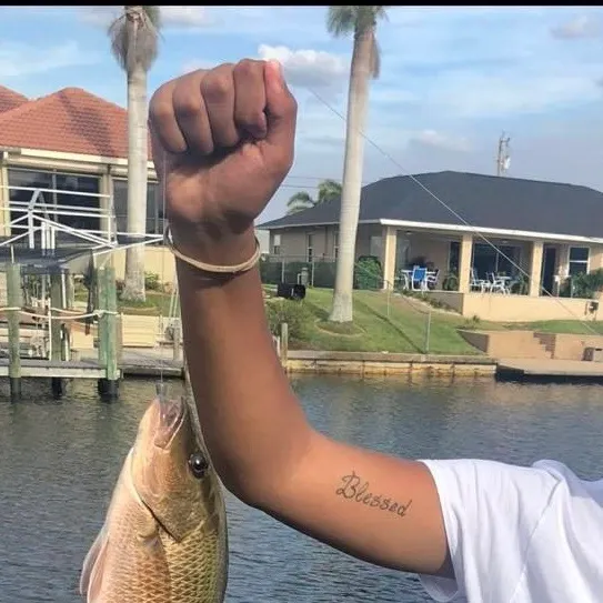 The most recent Mangrove snapper catches on Fishbrain