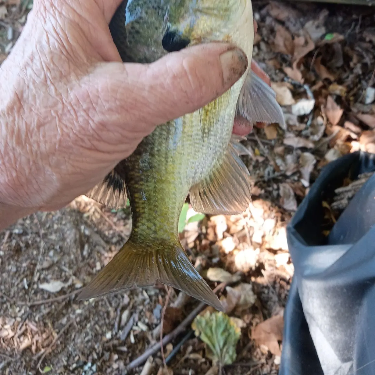 Bluegill caught on Fishbrain