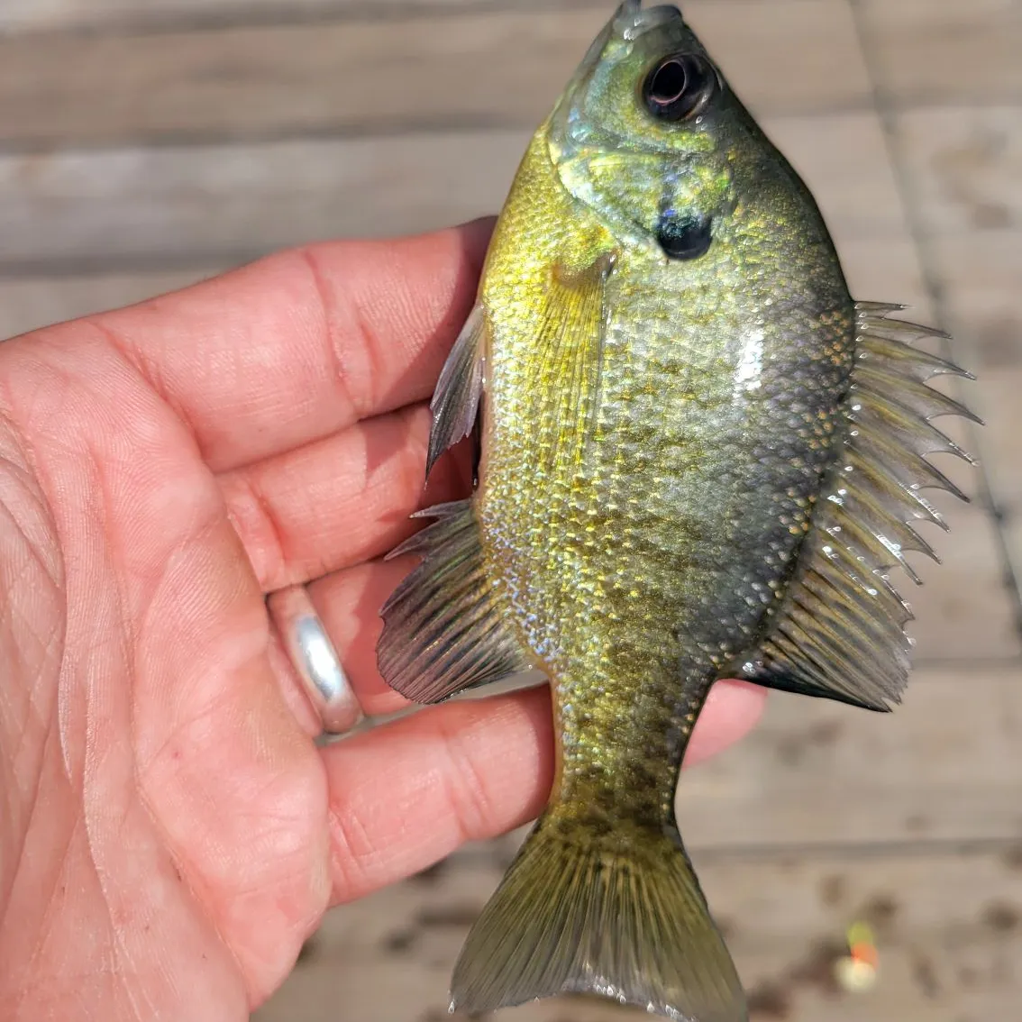 Bluegill caught on Fishbrain