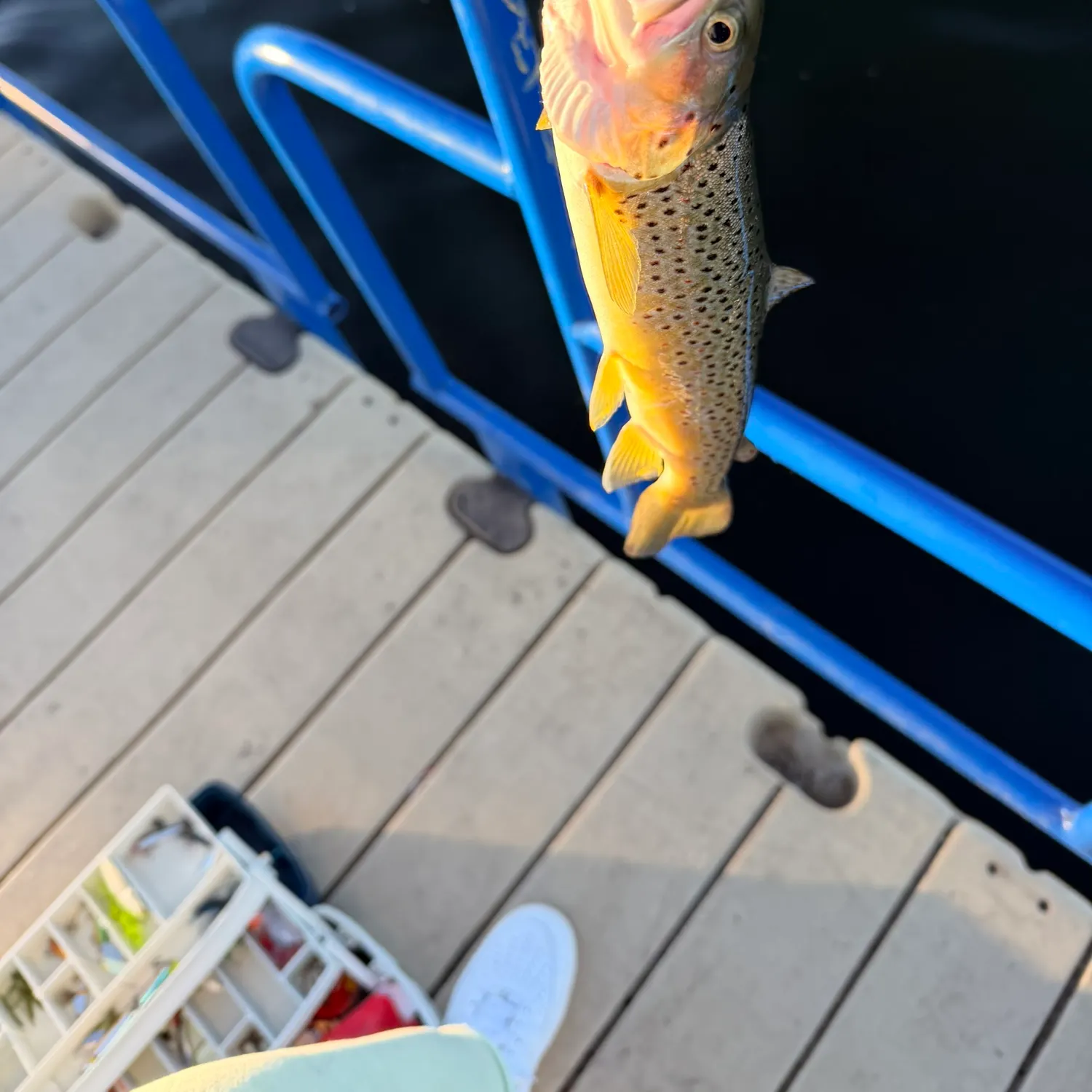 Brown trout caught on Fishbrain