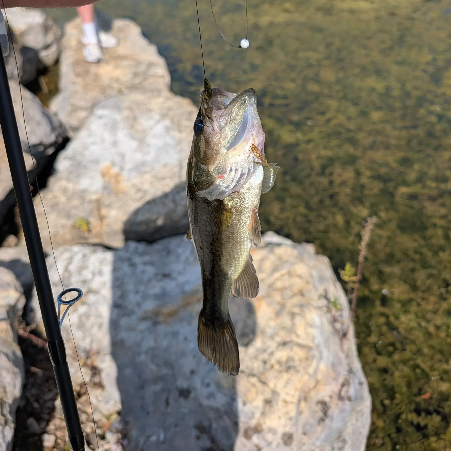 Largemouth bass caught on Fishbrain