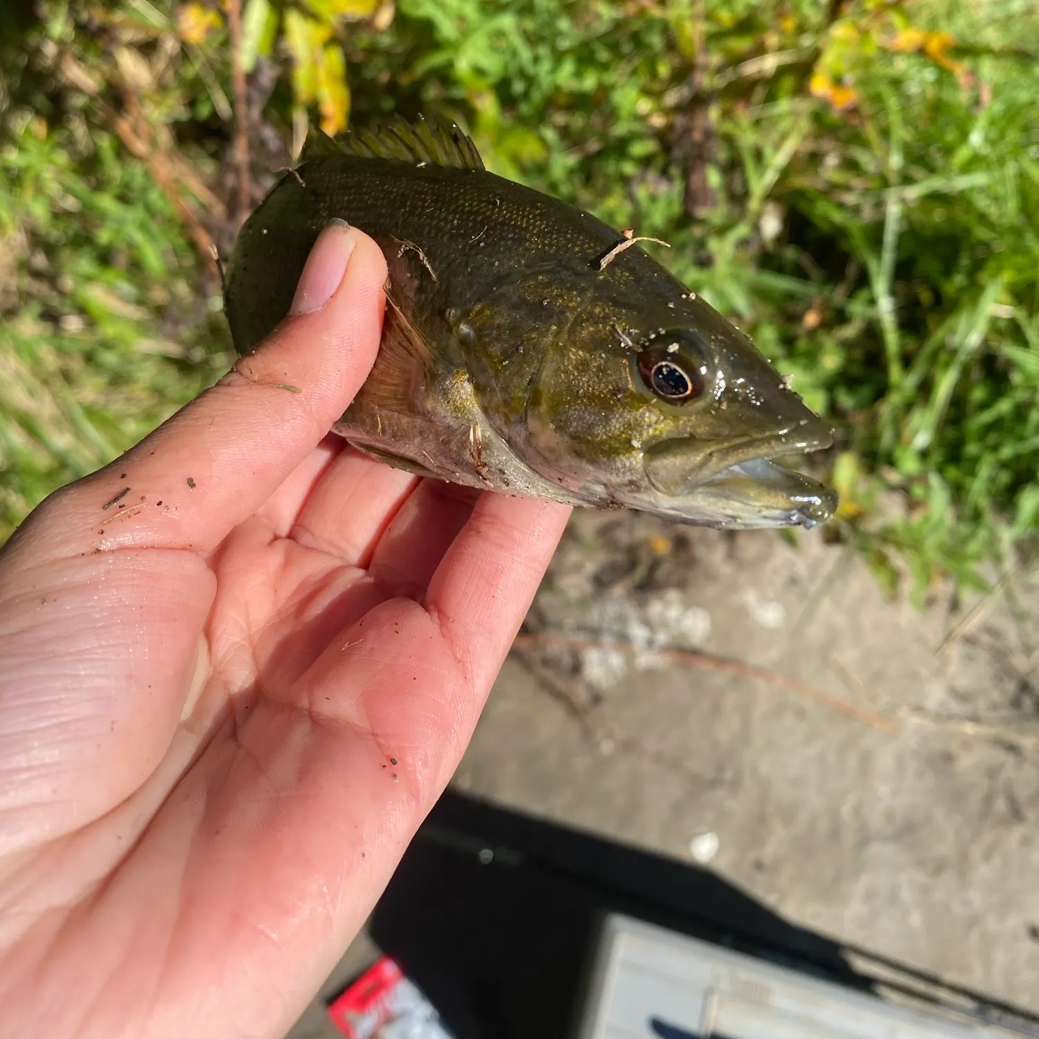 Smallmouth bass caught on Fishbrain
