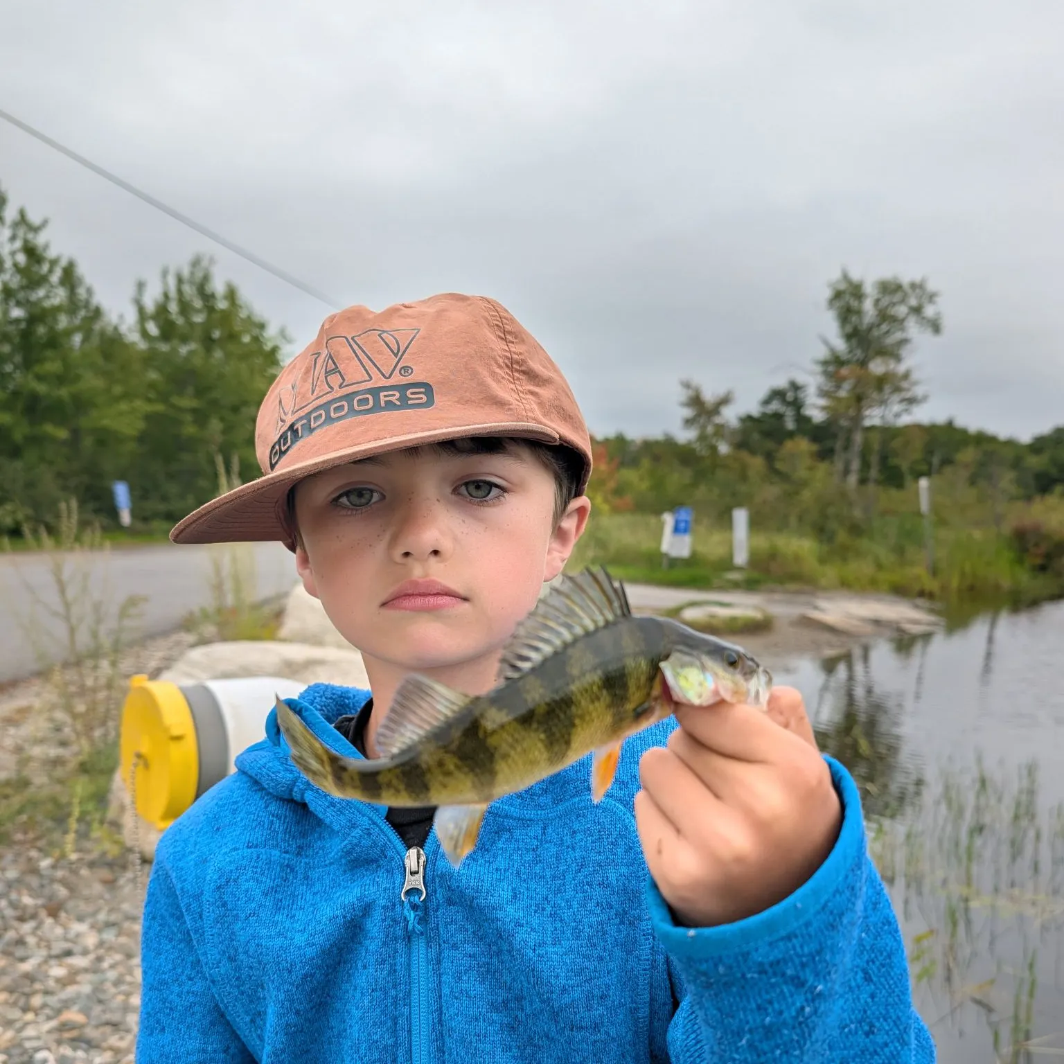Yellow perch caught on Fishbrain