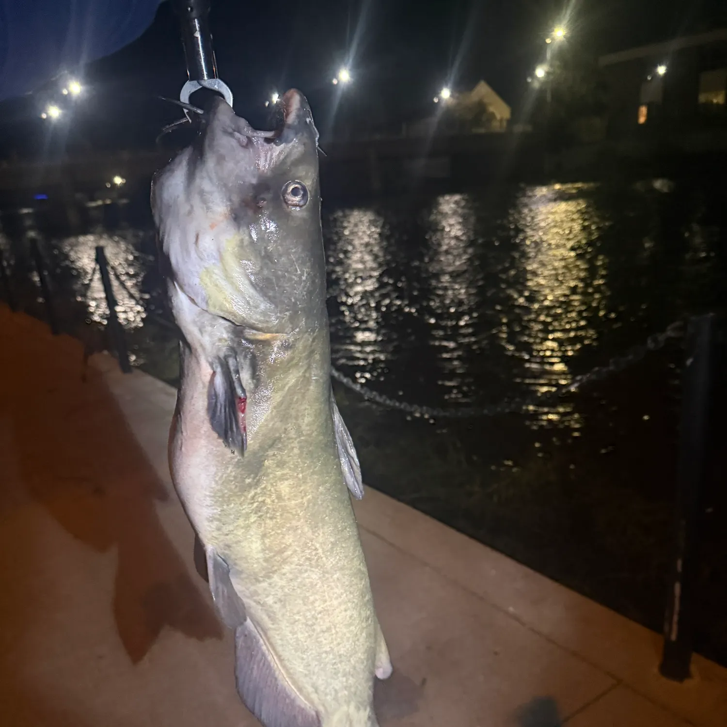 Channel catfish caught on Fishbrain