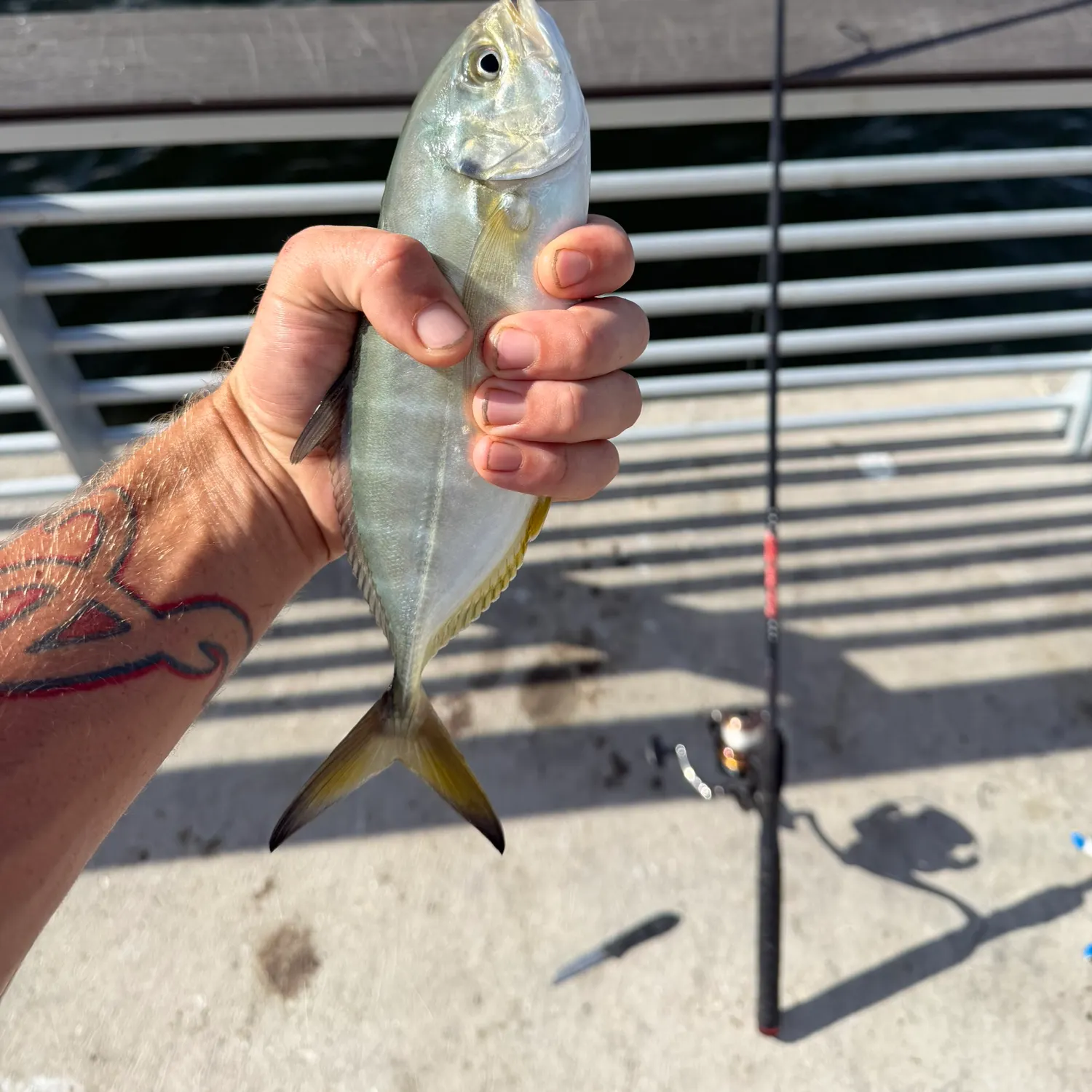 Yellow jack caught on Fishbrain