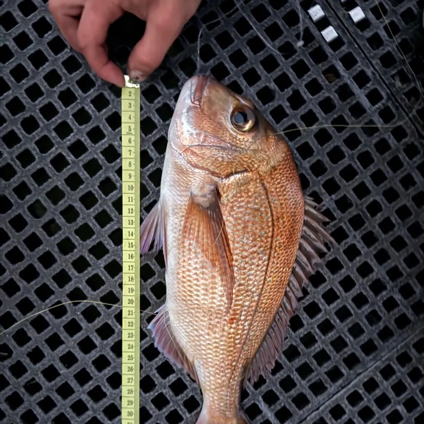 The most recent Australasian snapper catches on Fishbrain